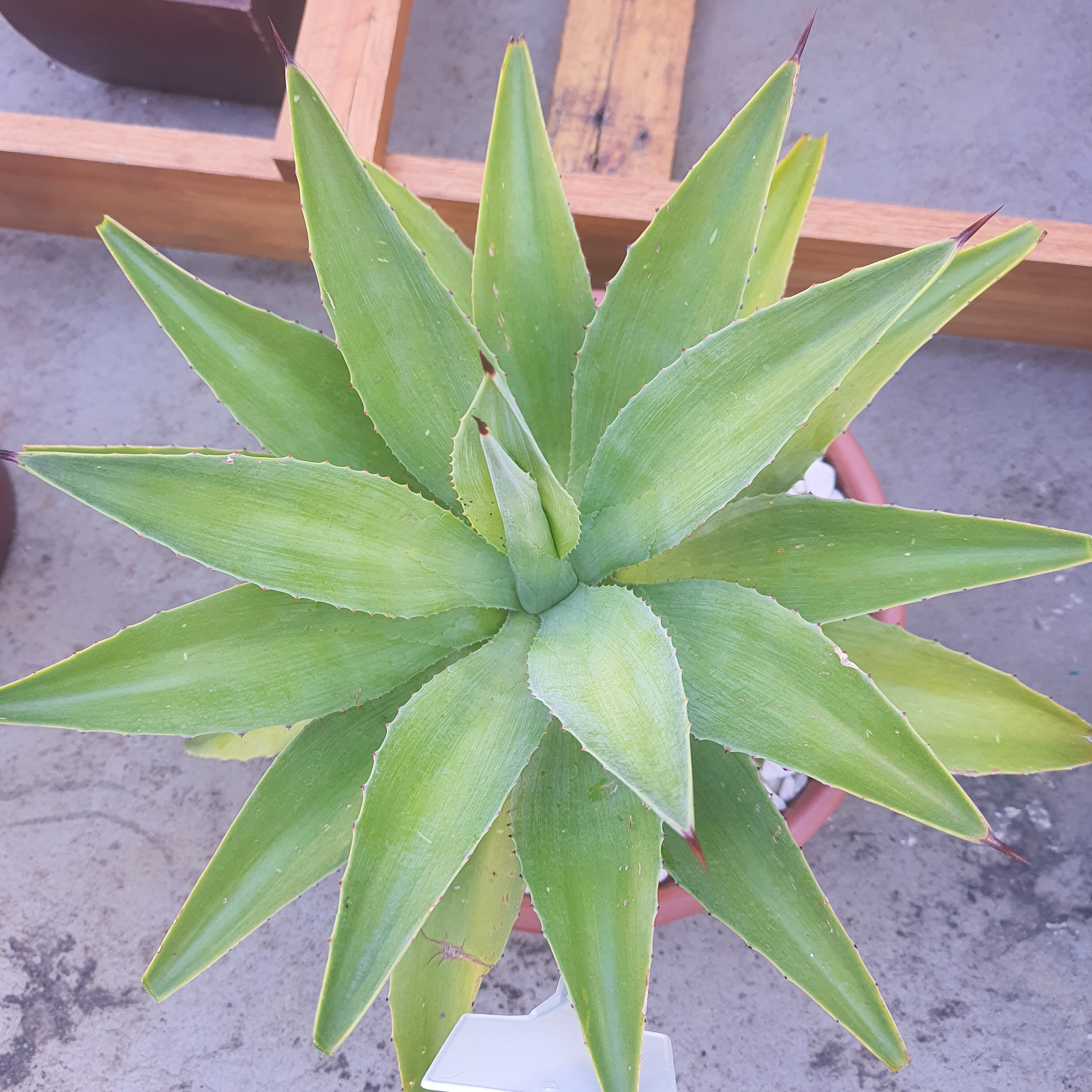Agave Azul
