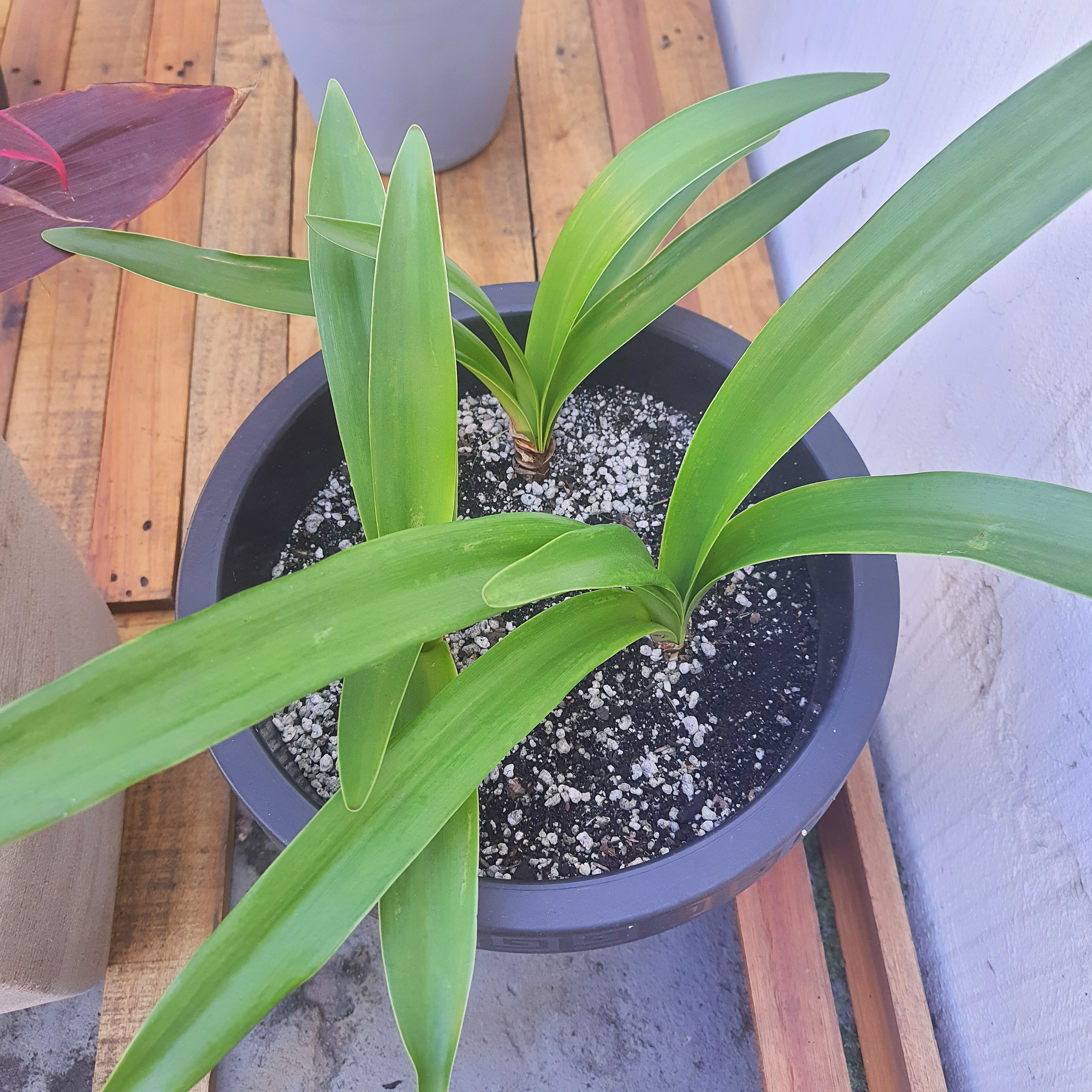 Amaryllis