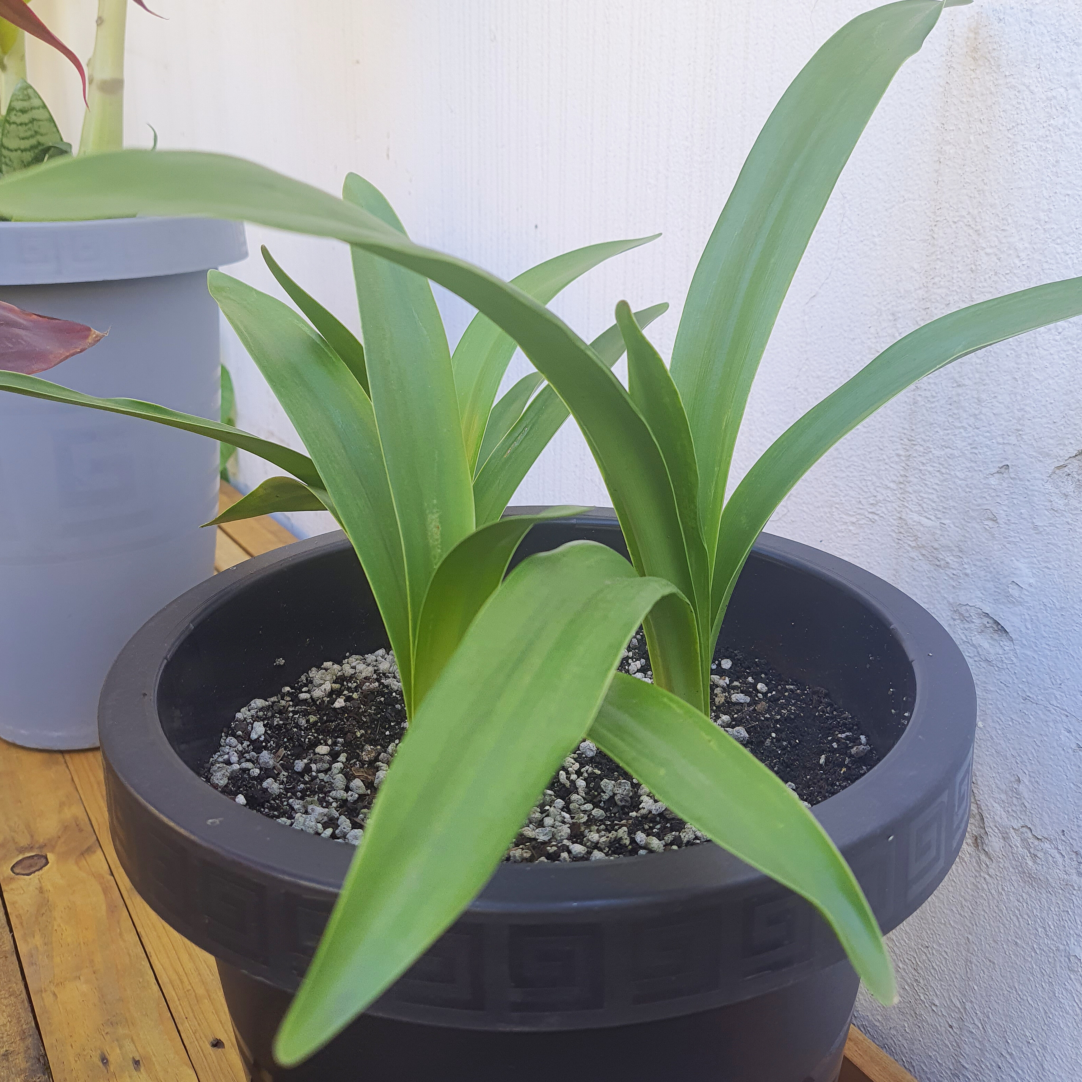 Amaryllis