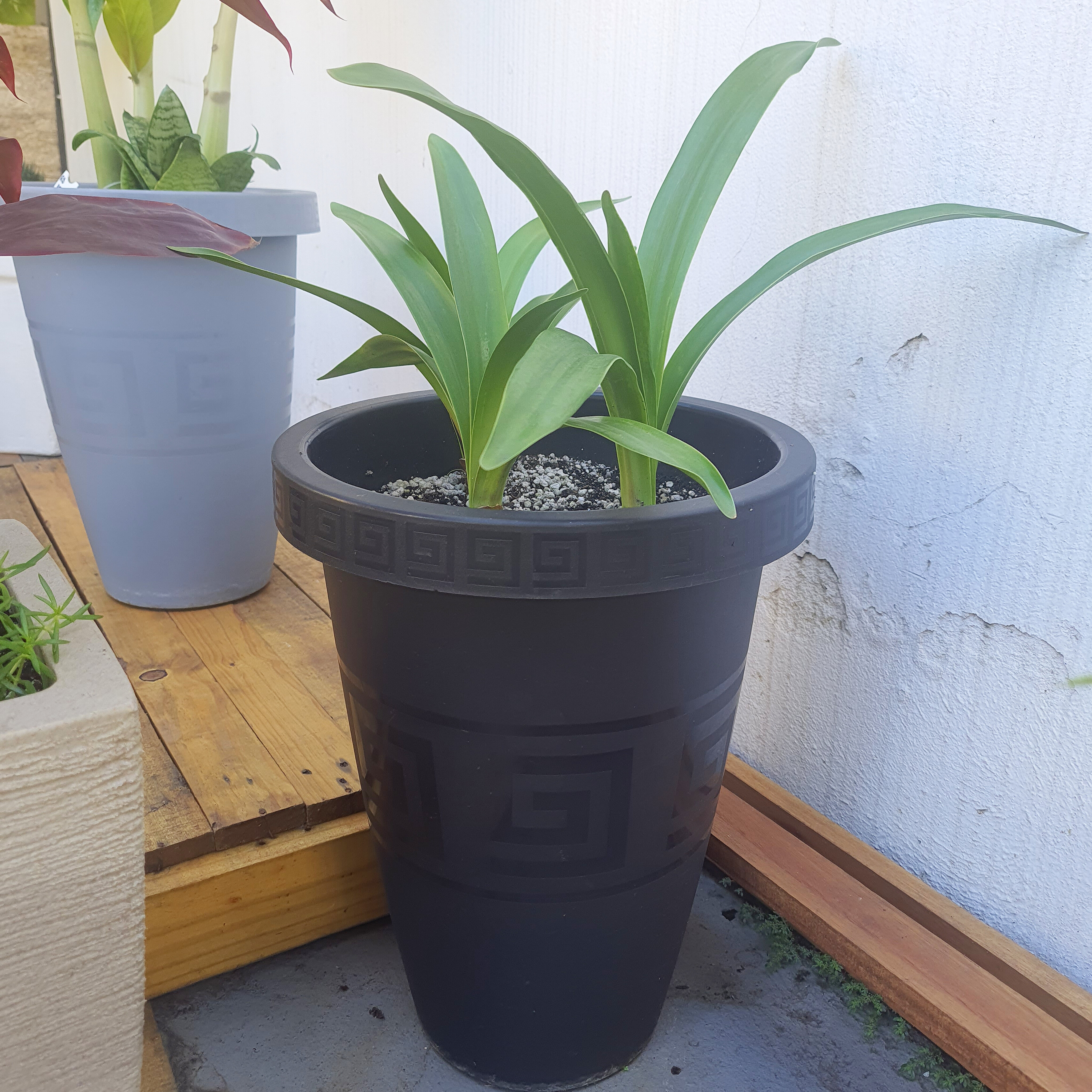 Amaryllis