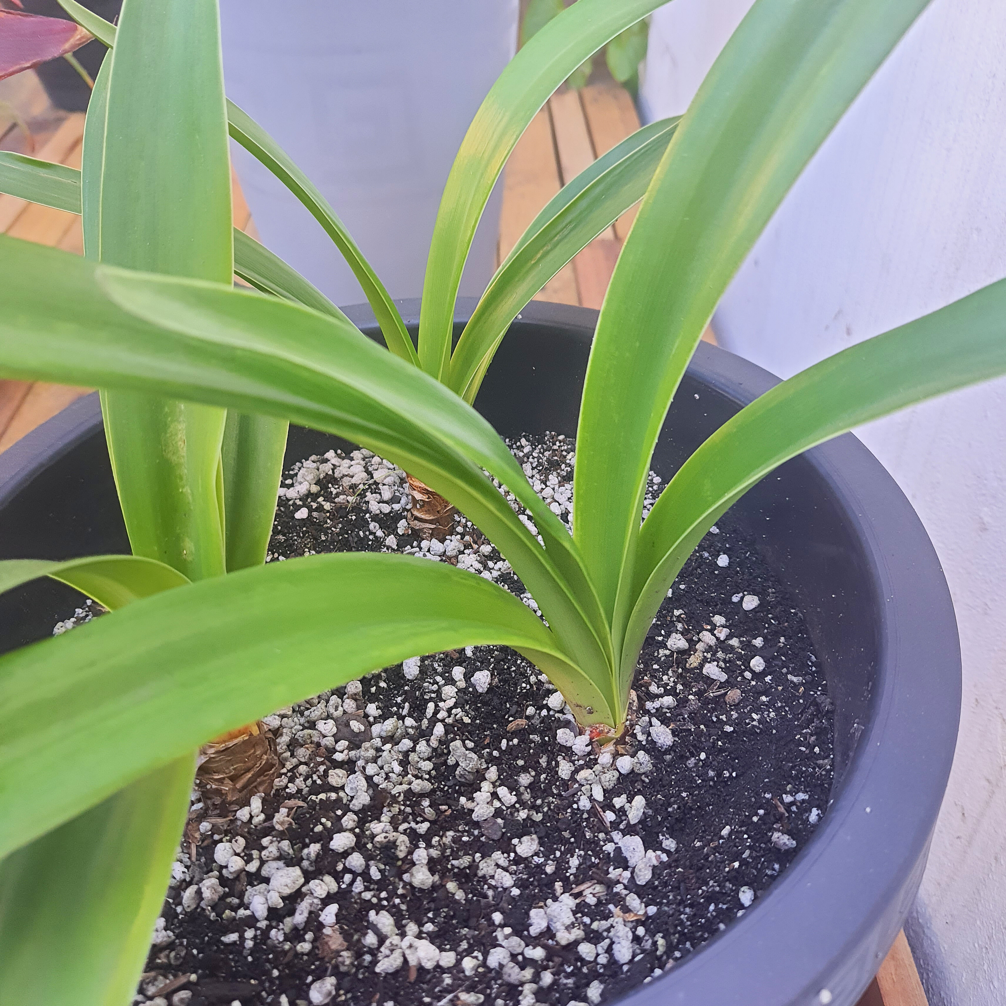 Amaryllis