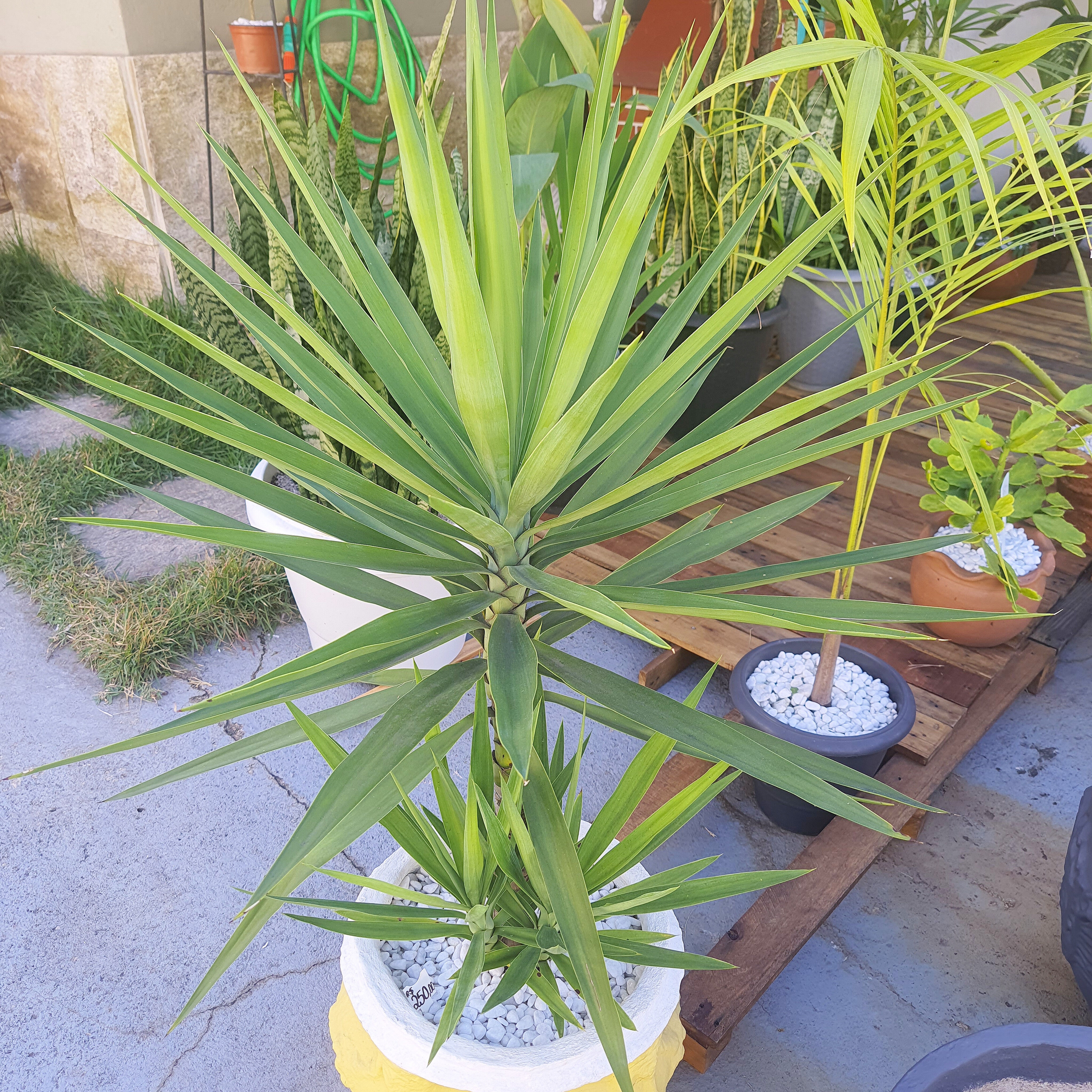Yucca