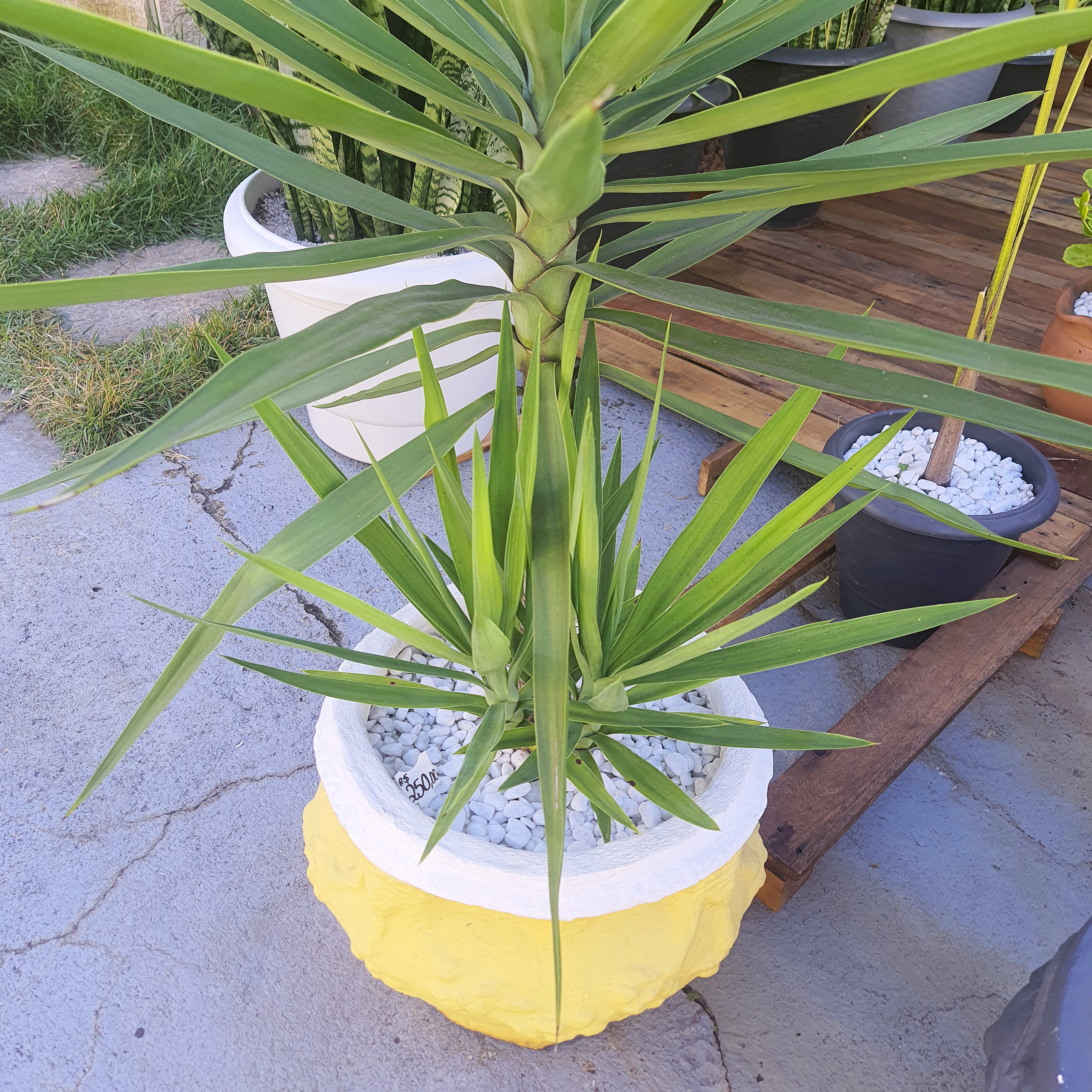 Yucca