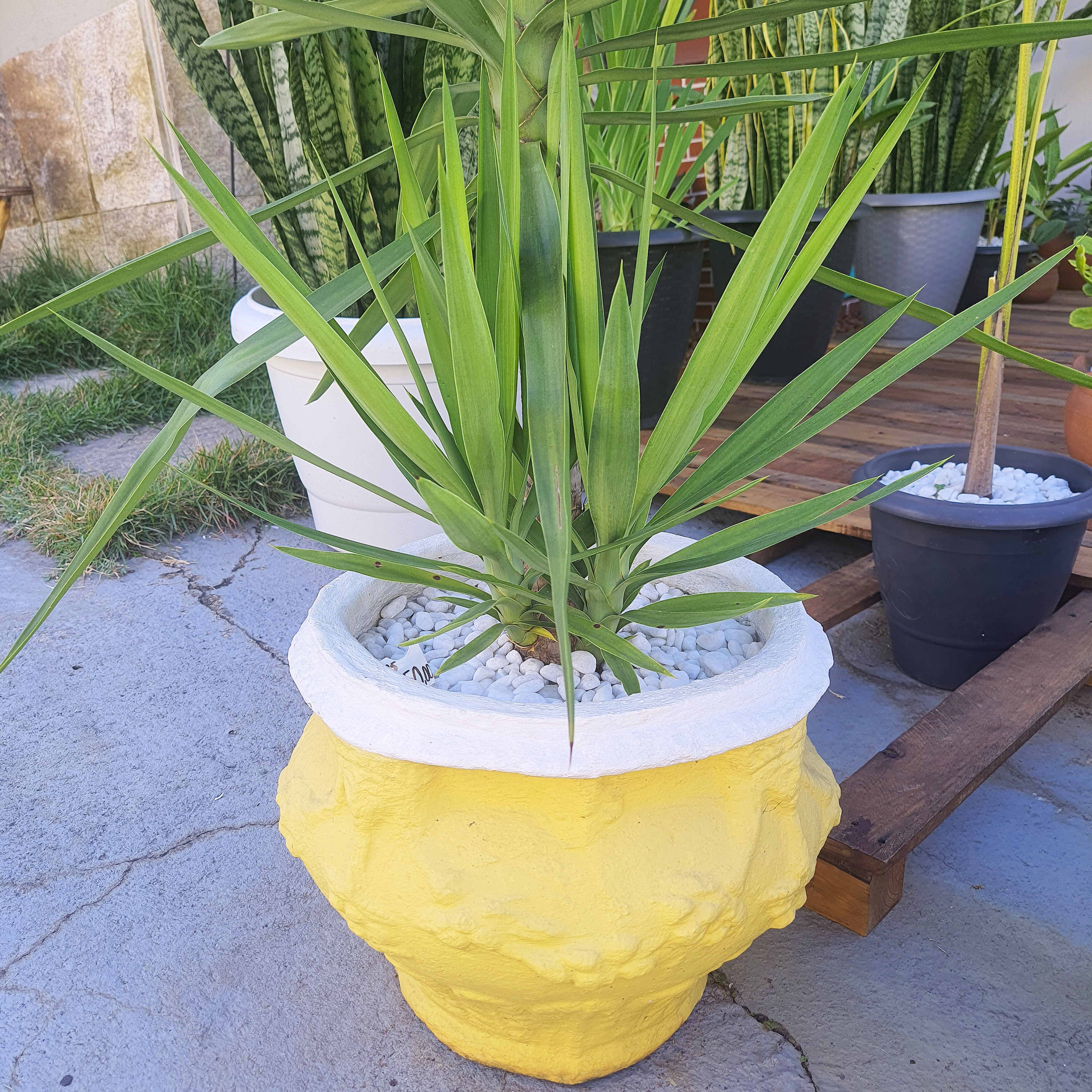 Yucca