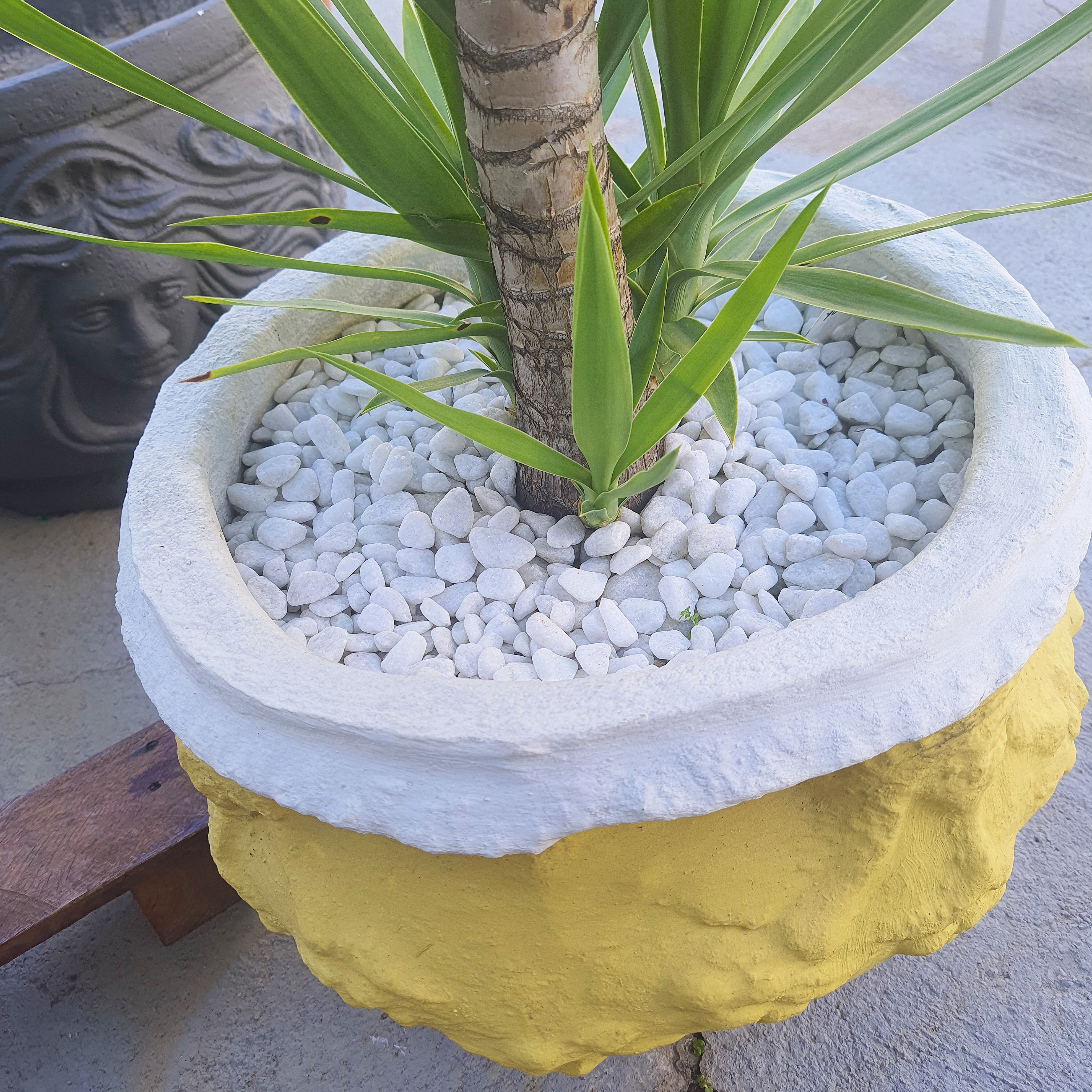Yucca