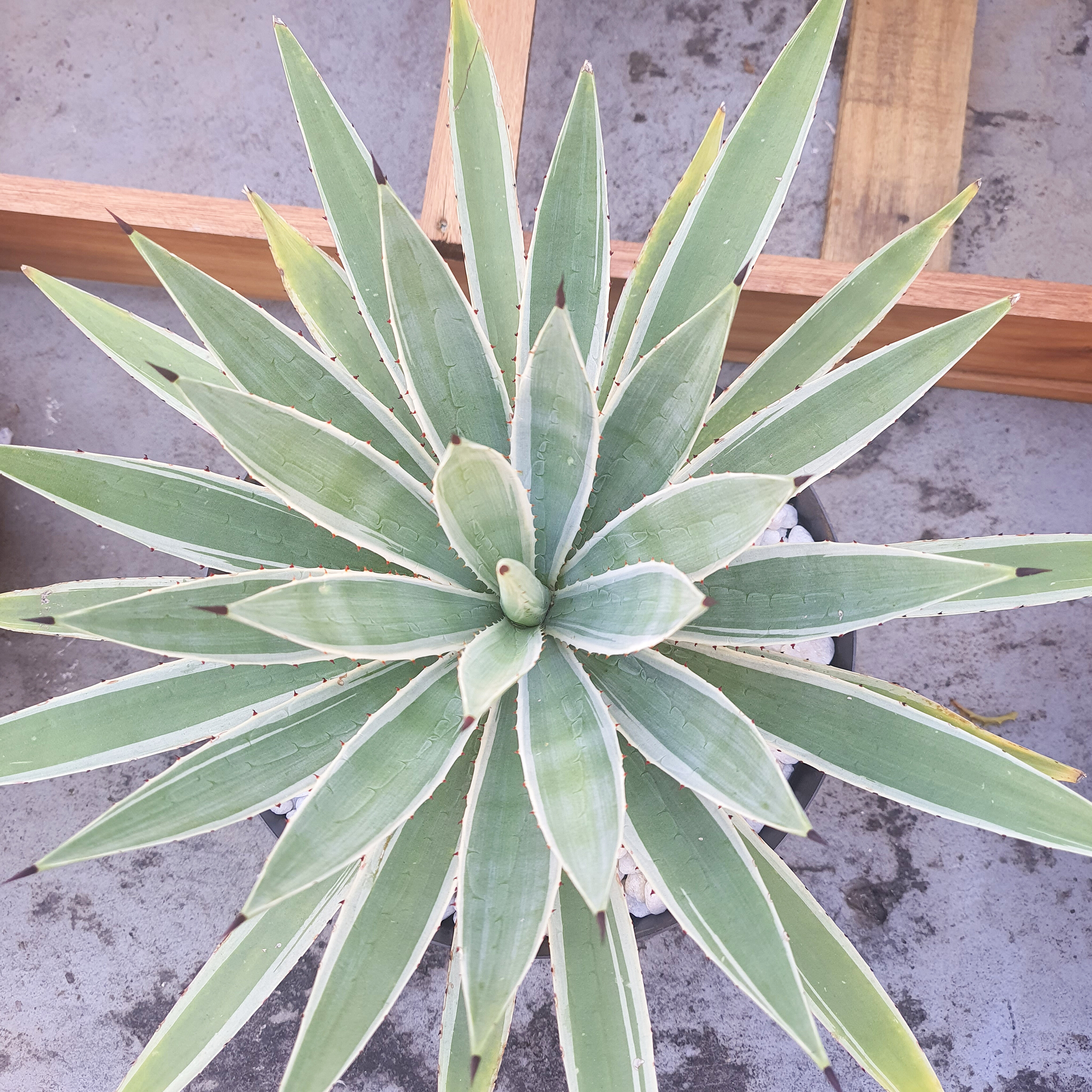 Agave Piteira-do-Caribe