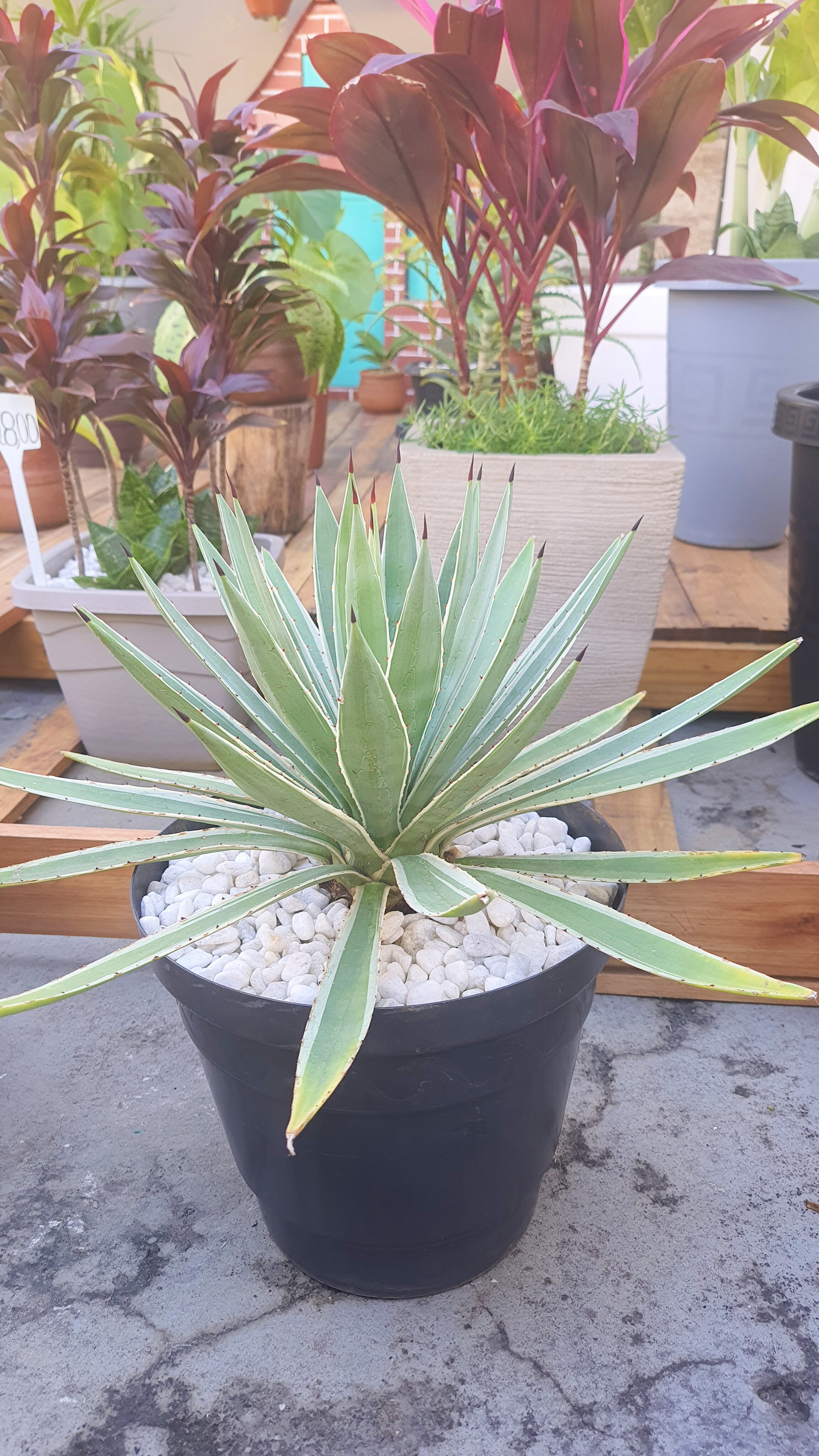 Agave Piteira-do-Caribe