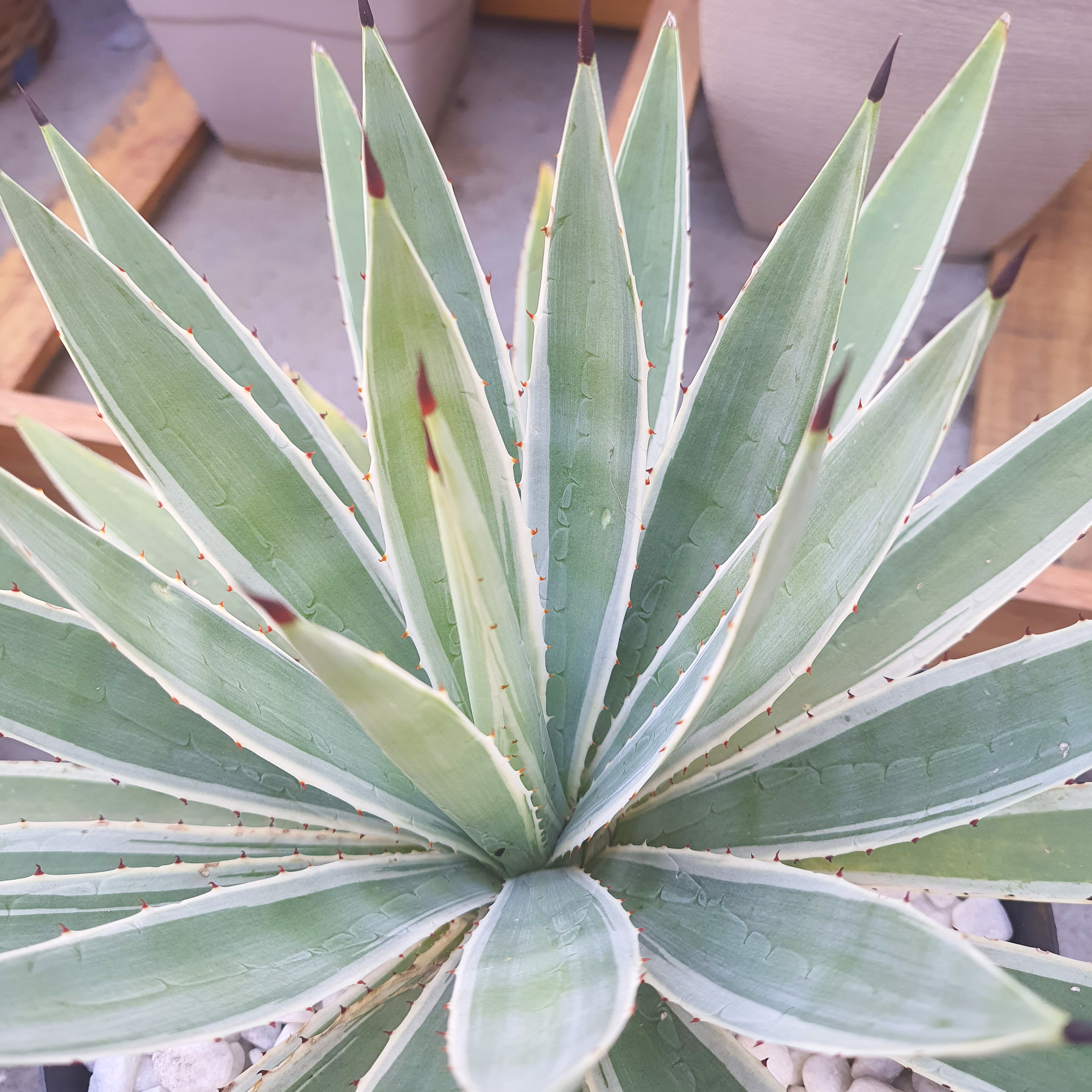 Agave Piteira-do-Caribe
