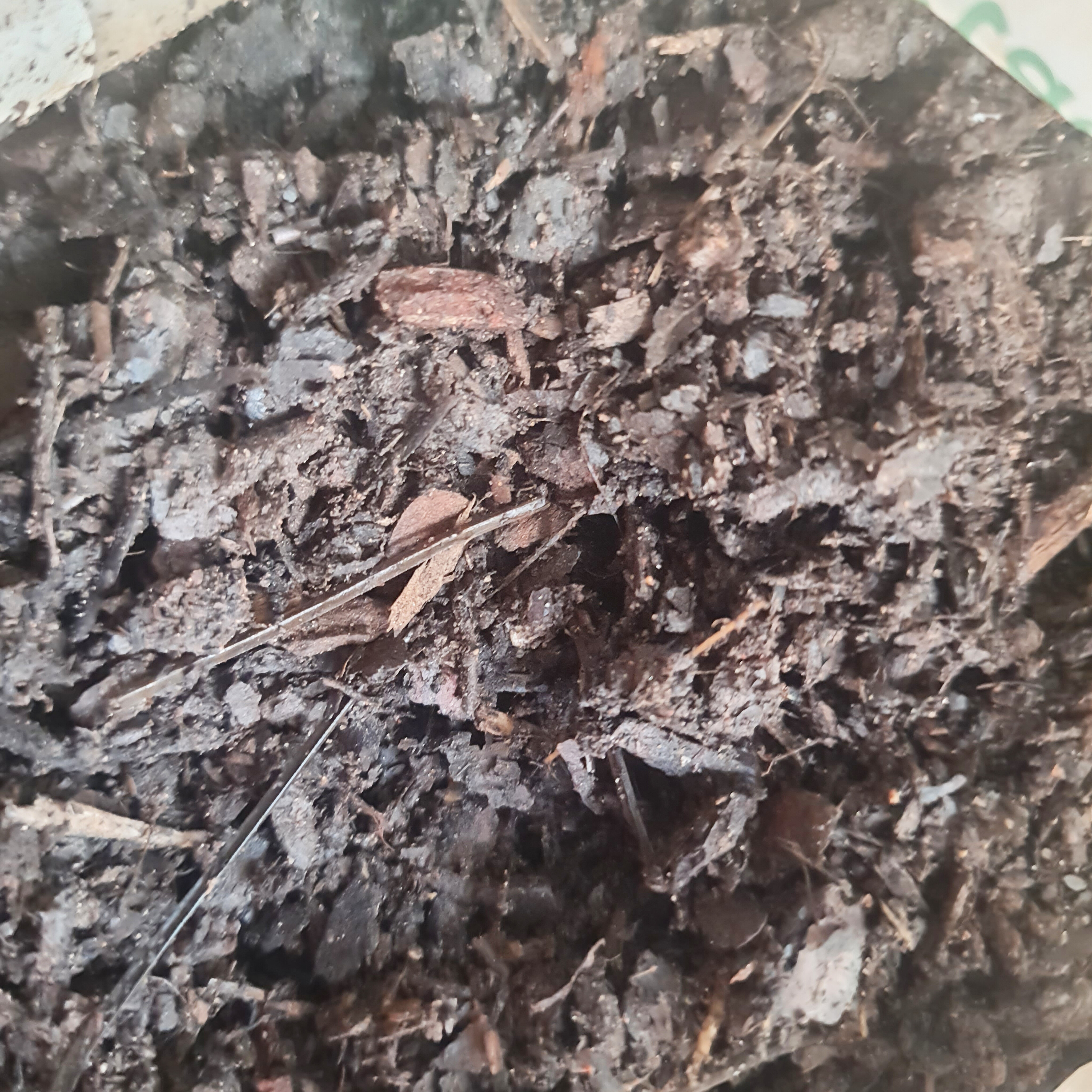 Pó de Casca de Pinus