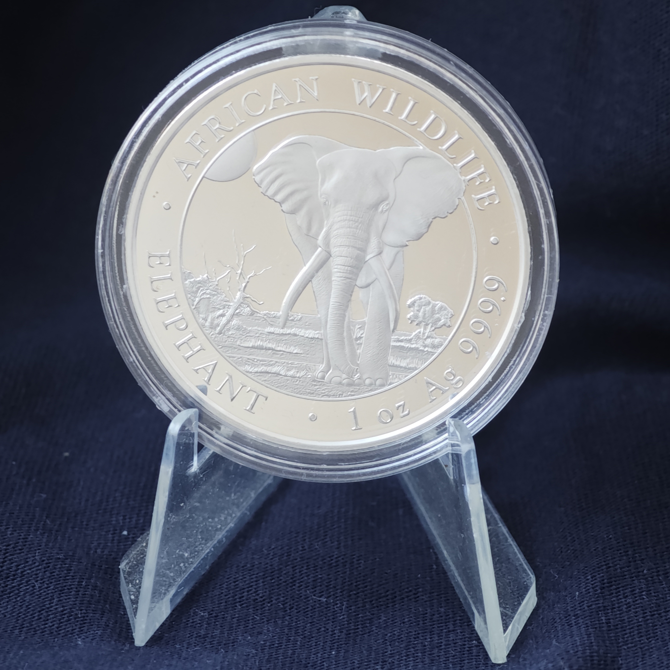 Дикая природа Африки: сомалийский слон 2025