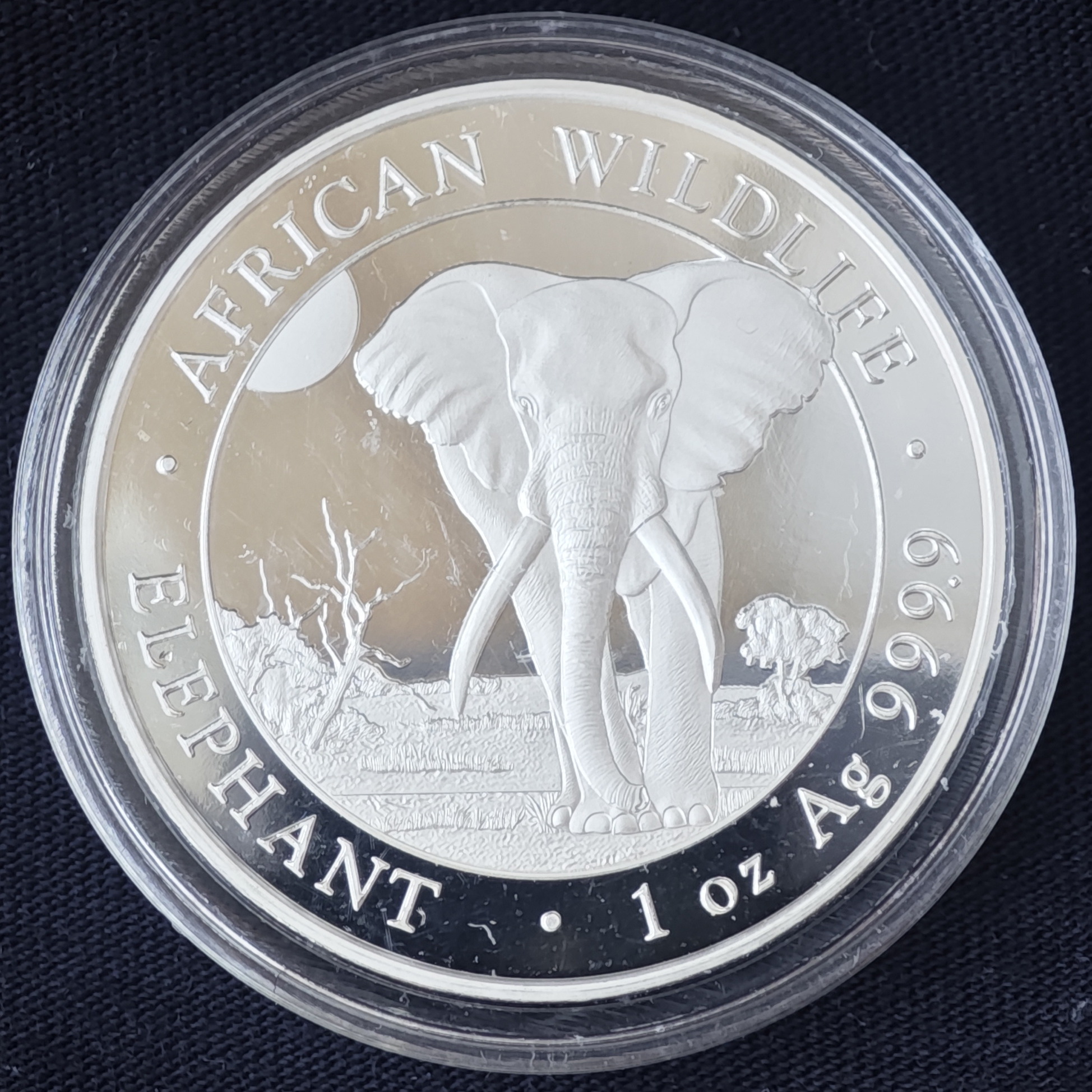 Дикая природа Африки: сомалийский слон 2025