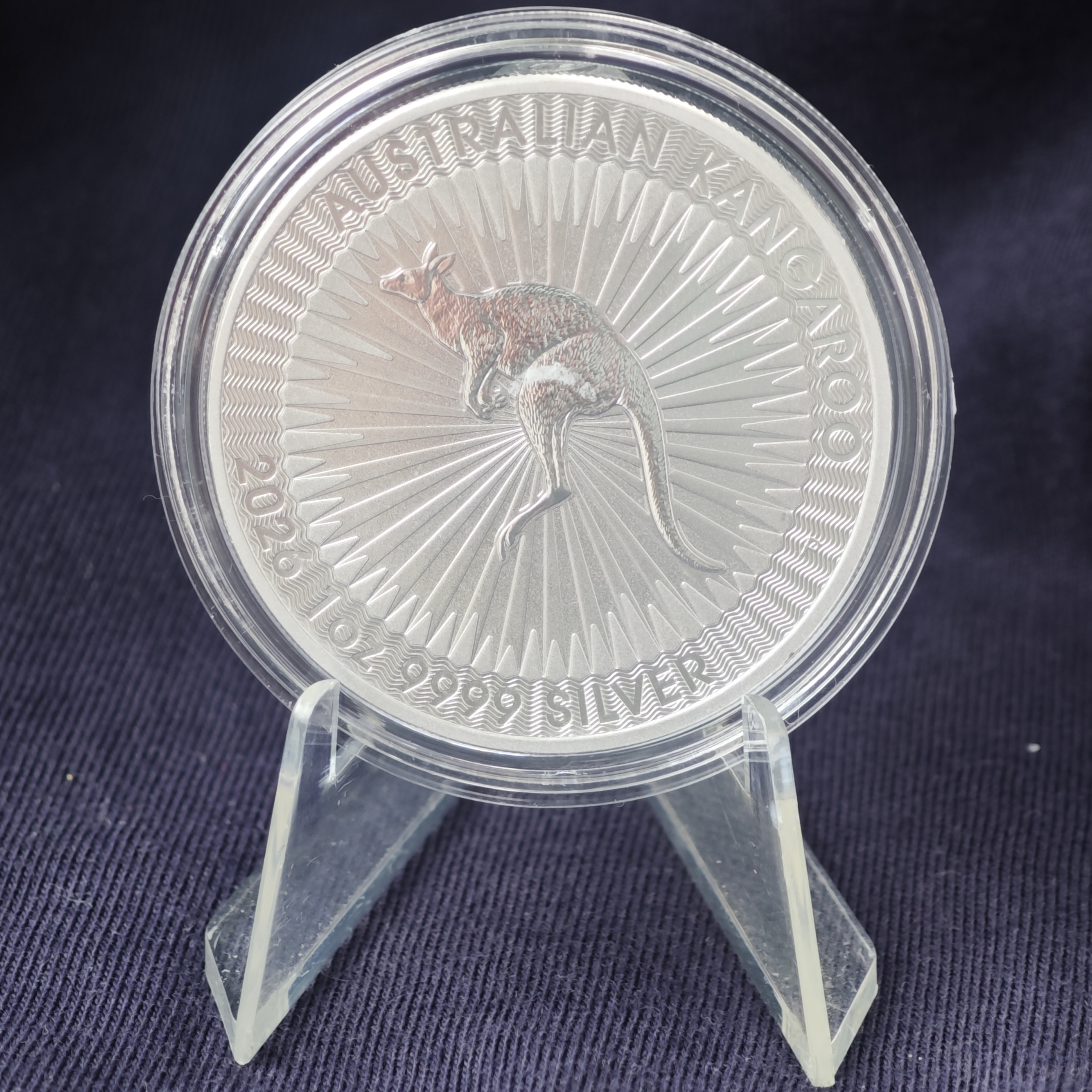 Австралийский кенгуру 2026