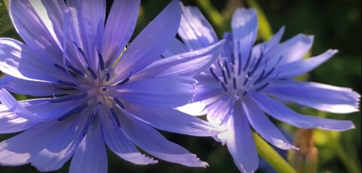 Consulenza di floriterapia 49,00 €