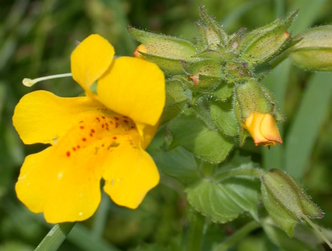 PACCHETTO PRIMO PASSO - FLORITERAPIA CON I FIORI DI BACH