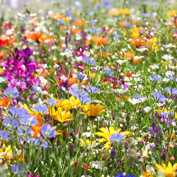 Pacchetto CONSULENZE SEMESTRALE COMPLETO