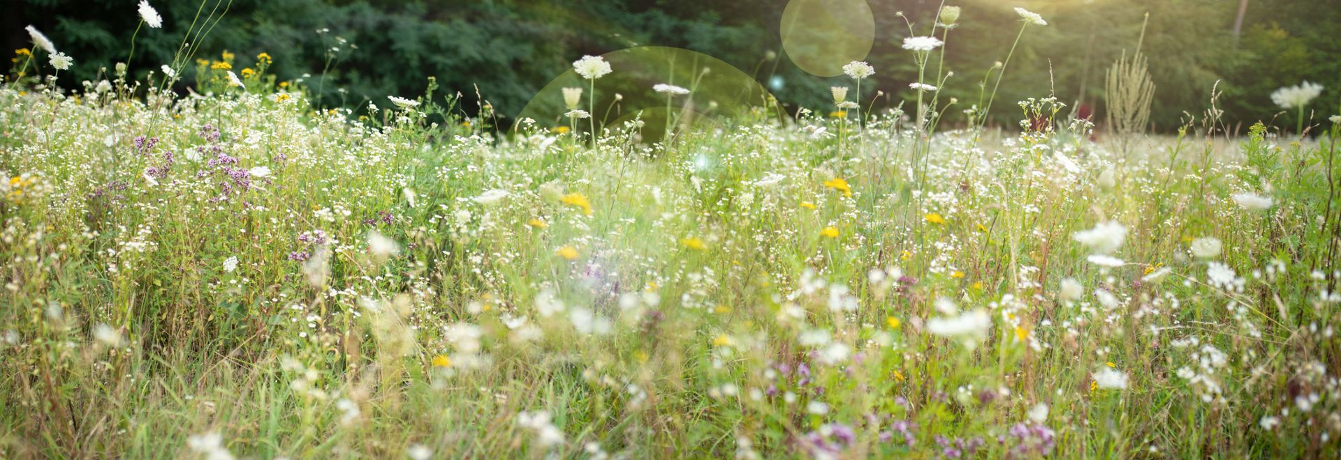 Pacchetto CONSULENZE ANNUALE COMPLETO