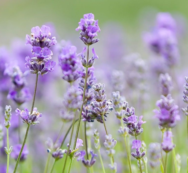 Pacchetto BENESSERE OLISTICO INTEGRATO 1 ANNO - ALL YOU NEED