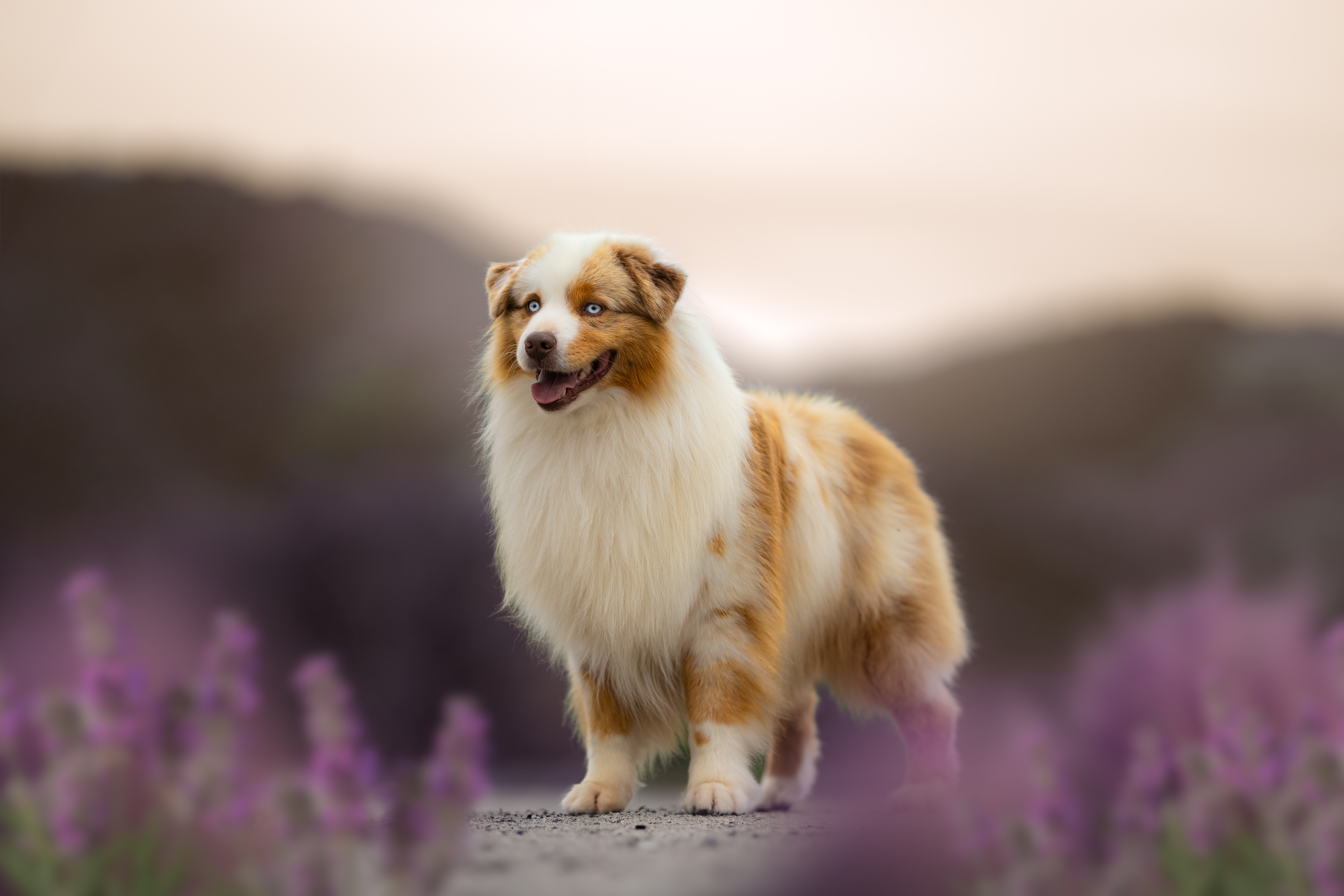 Offrez un Shooting Canin