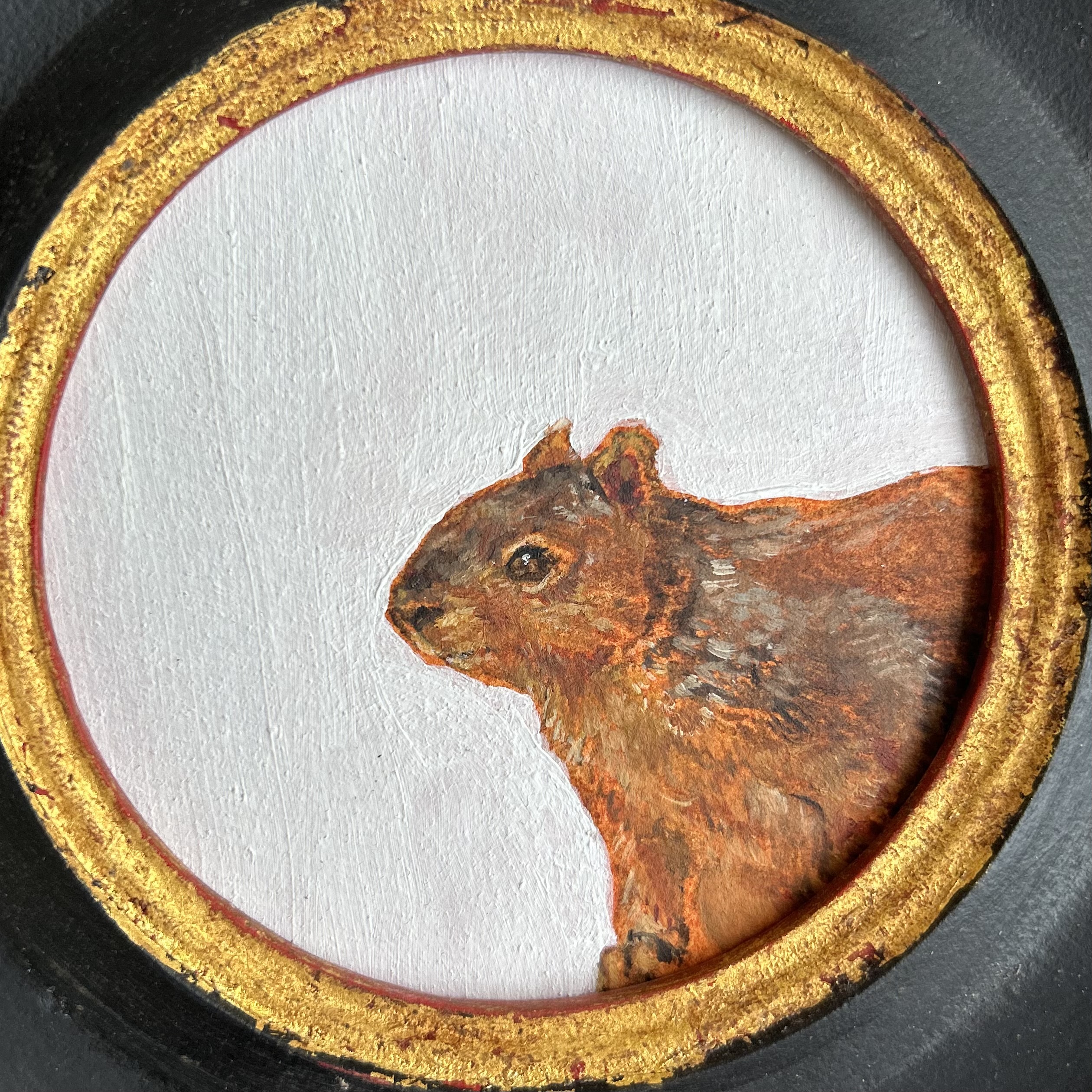 Peeking Squirrel 