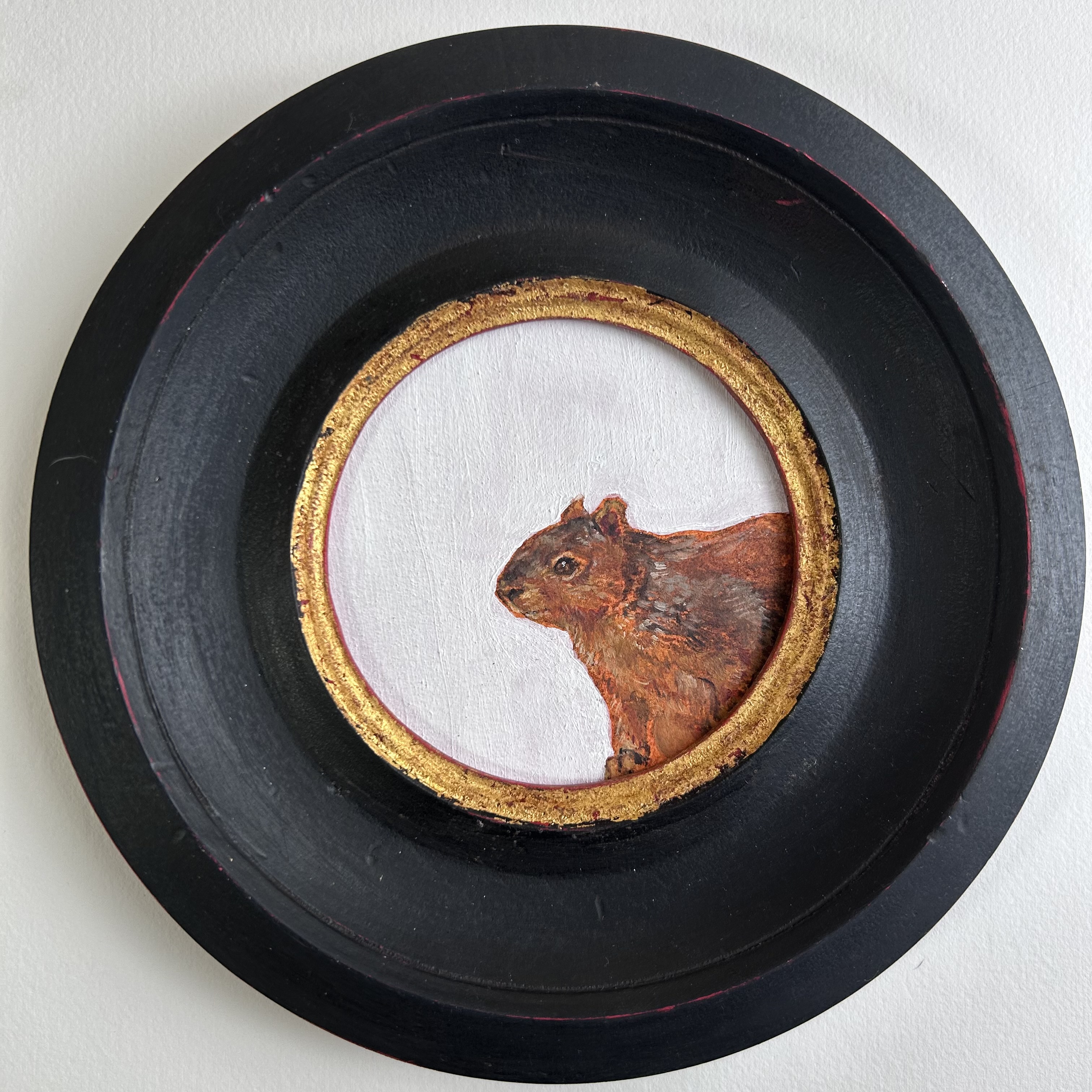 Peeking Squirrel 