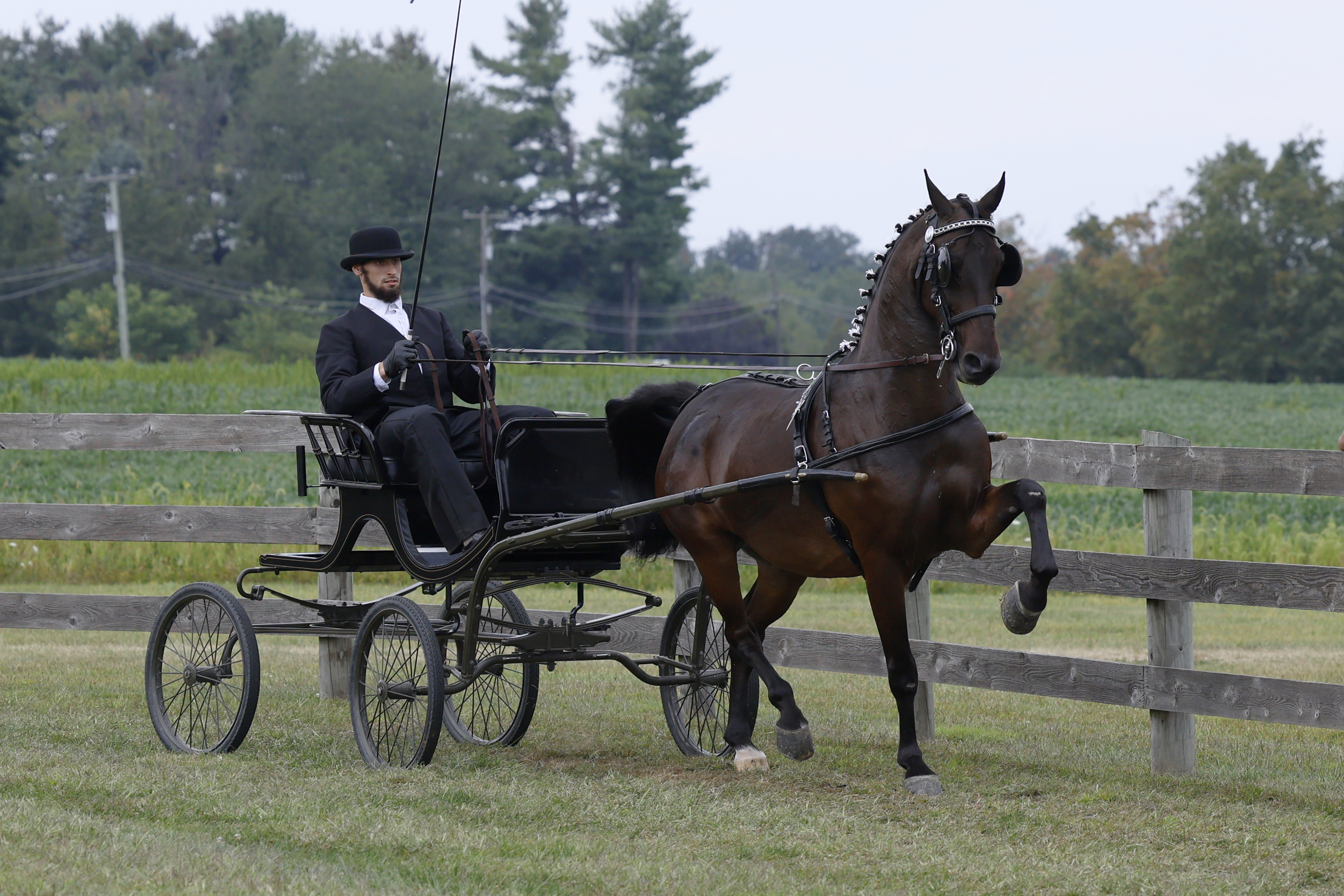 Saturday Fine Harness Cup Stallions & Geldings