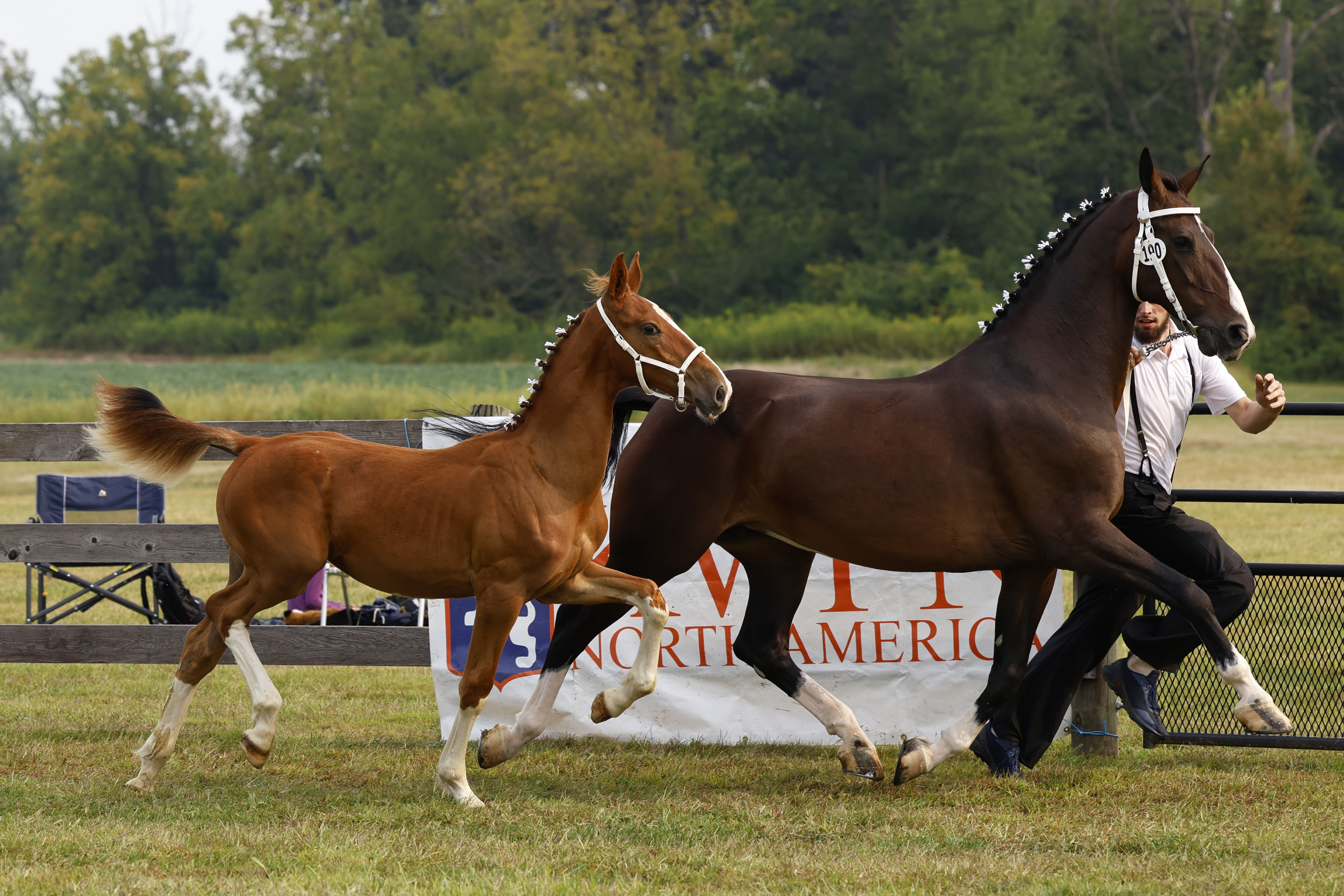 Saturday Weanling Colts