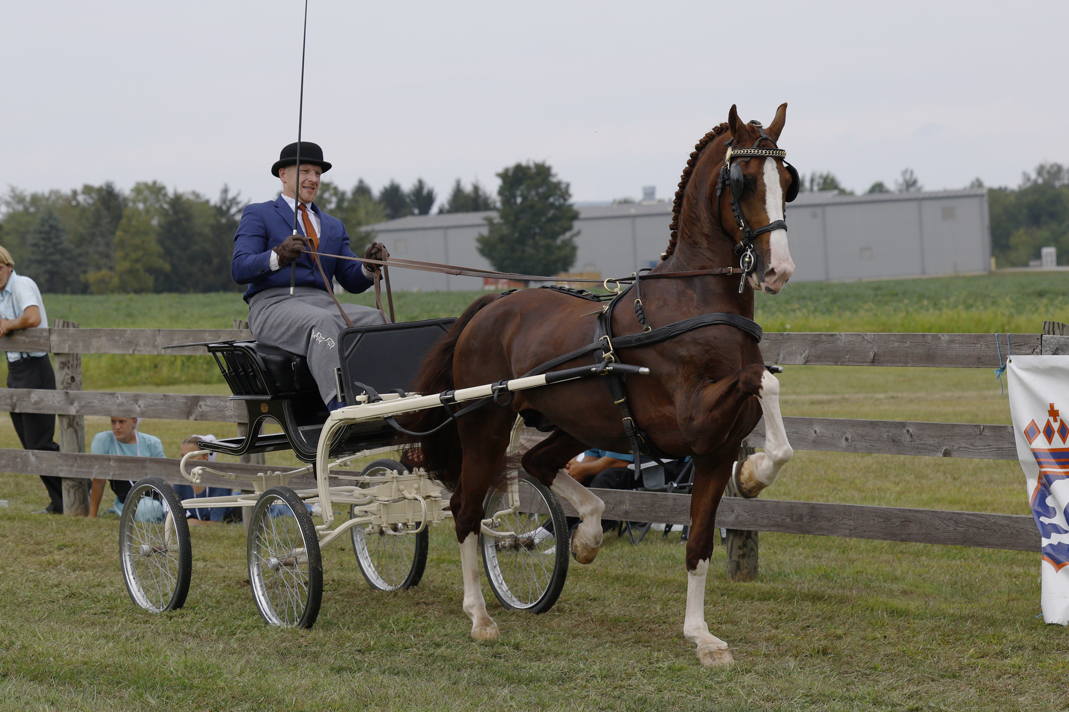Saturday Fine Harness Cup Stallions & Geldings