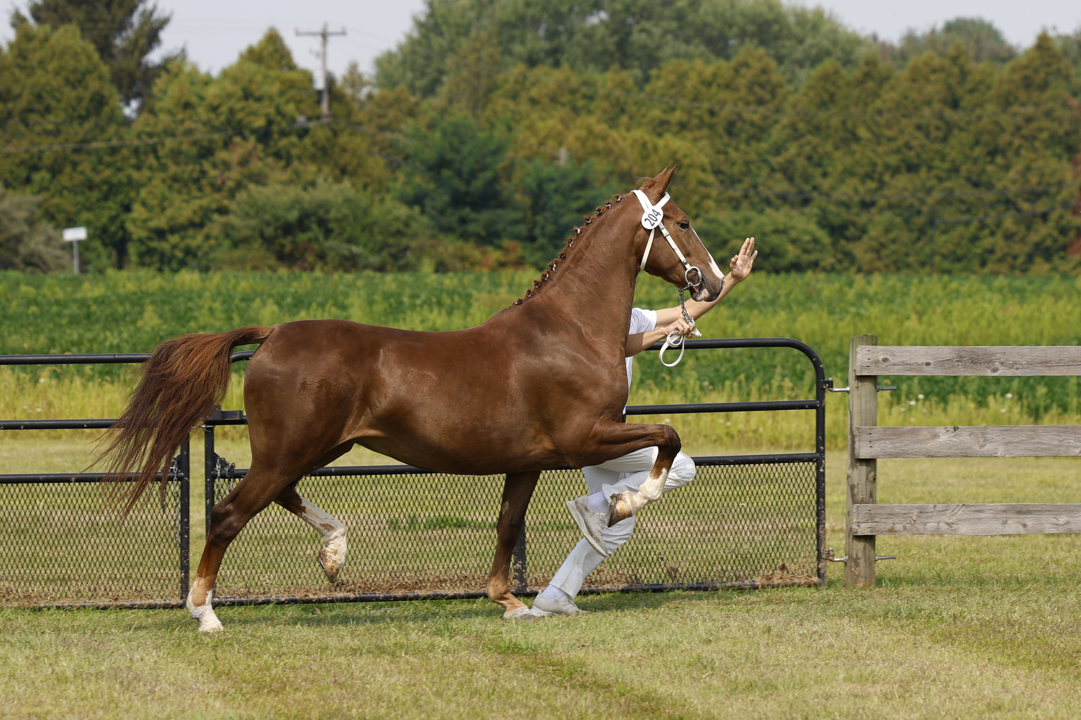 Saturday Ster/Keur Mares in Hand