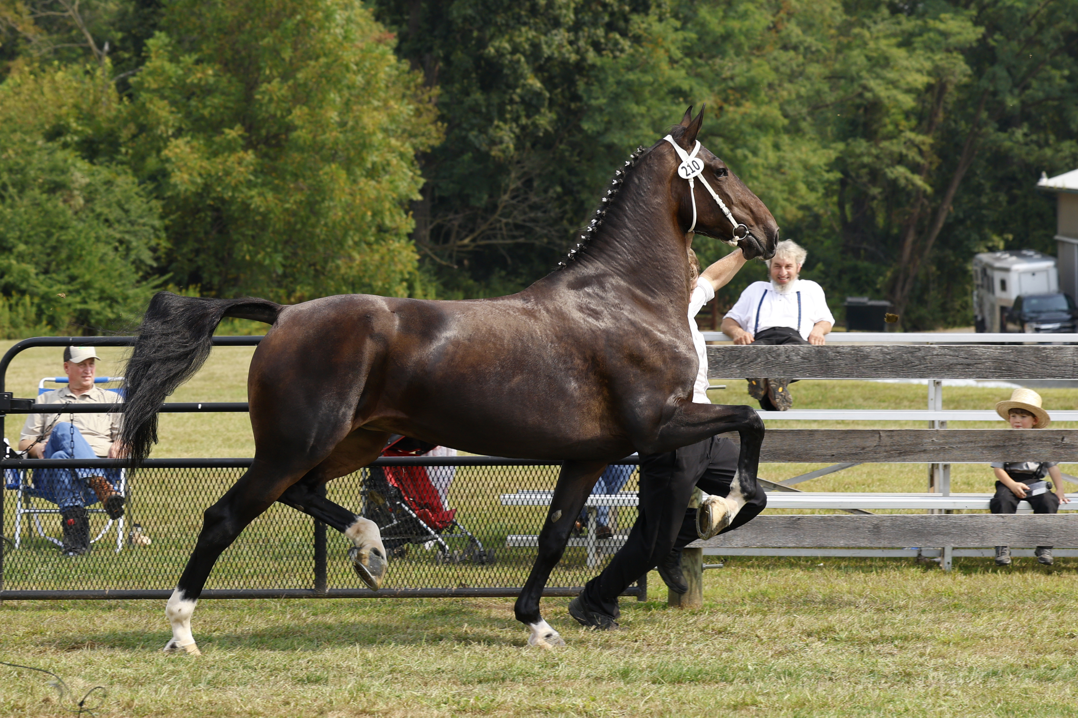 Saturday Ster/Keur Mares in Hand