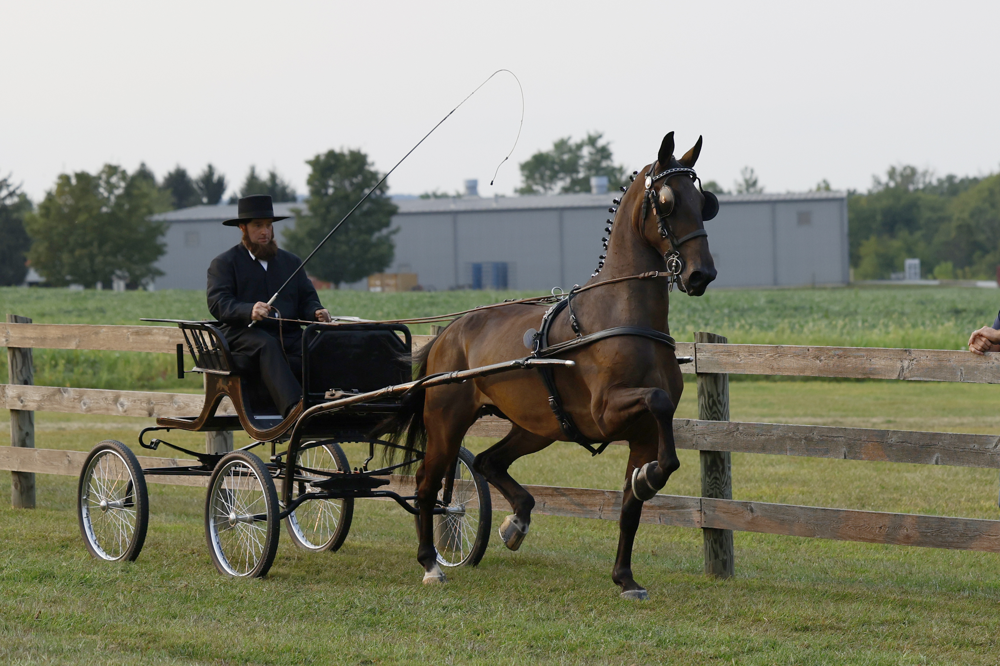 Friday Fine Harness Cup Mares