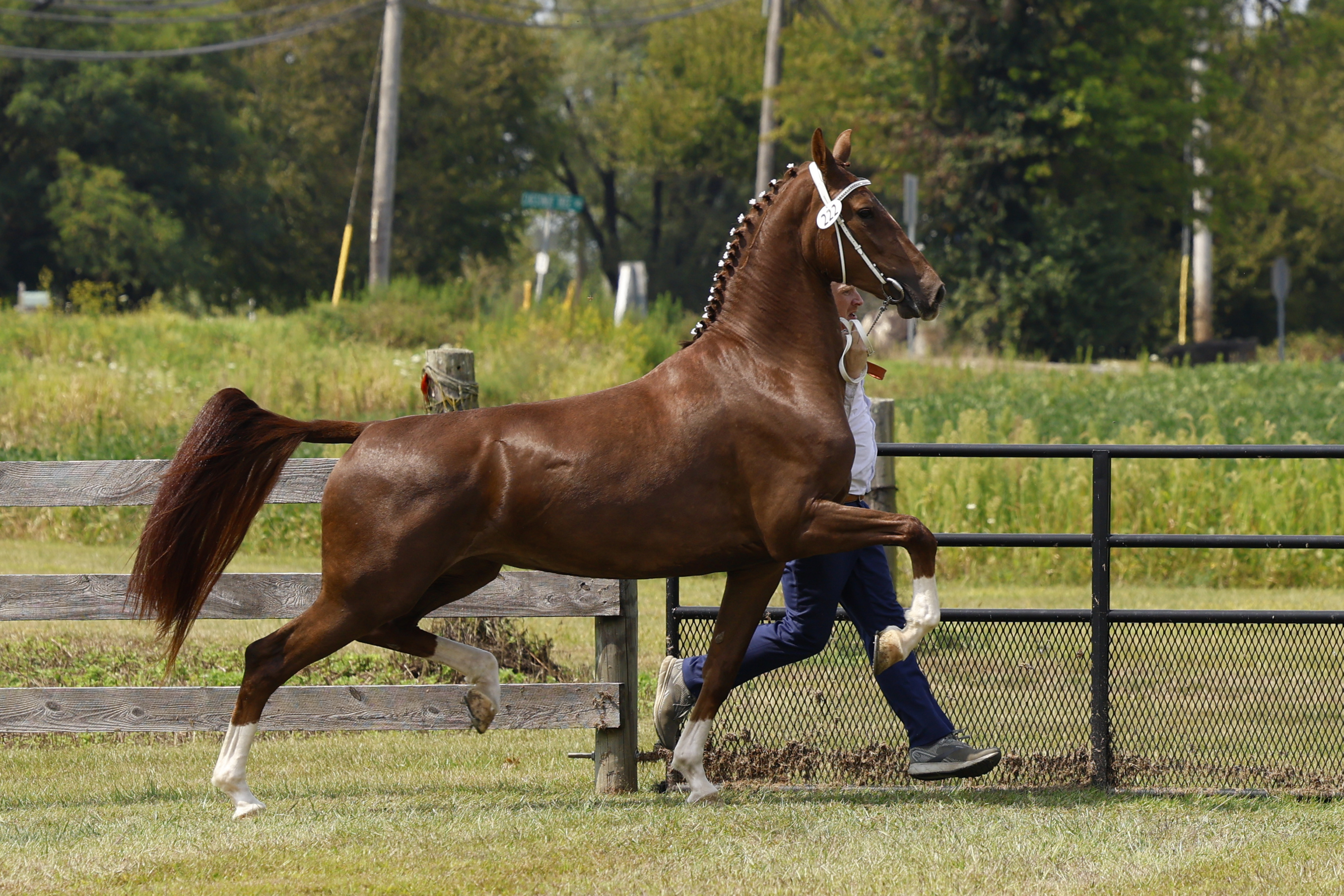 Saturday Overall In Hand Championship