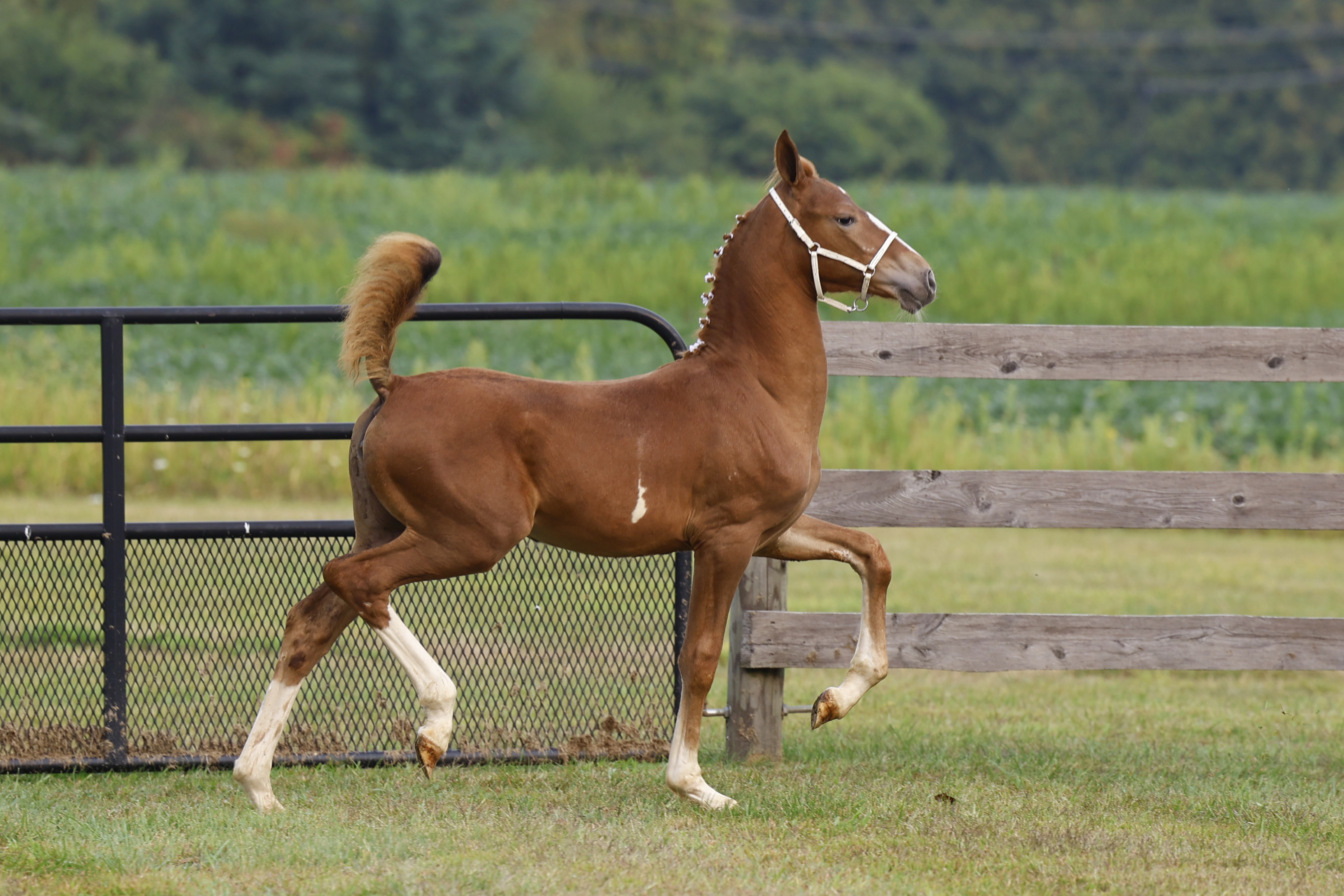 Saturday Weanling Fillies