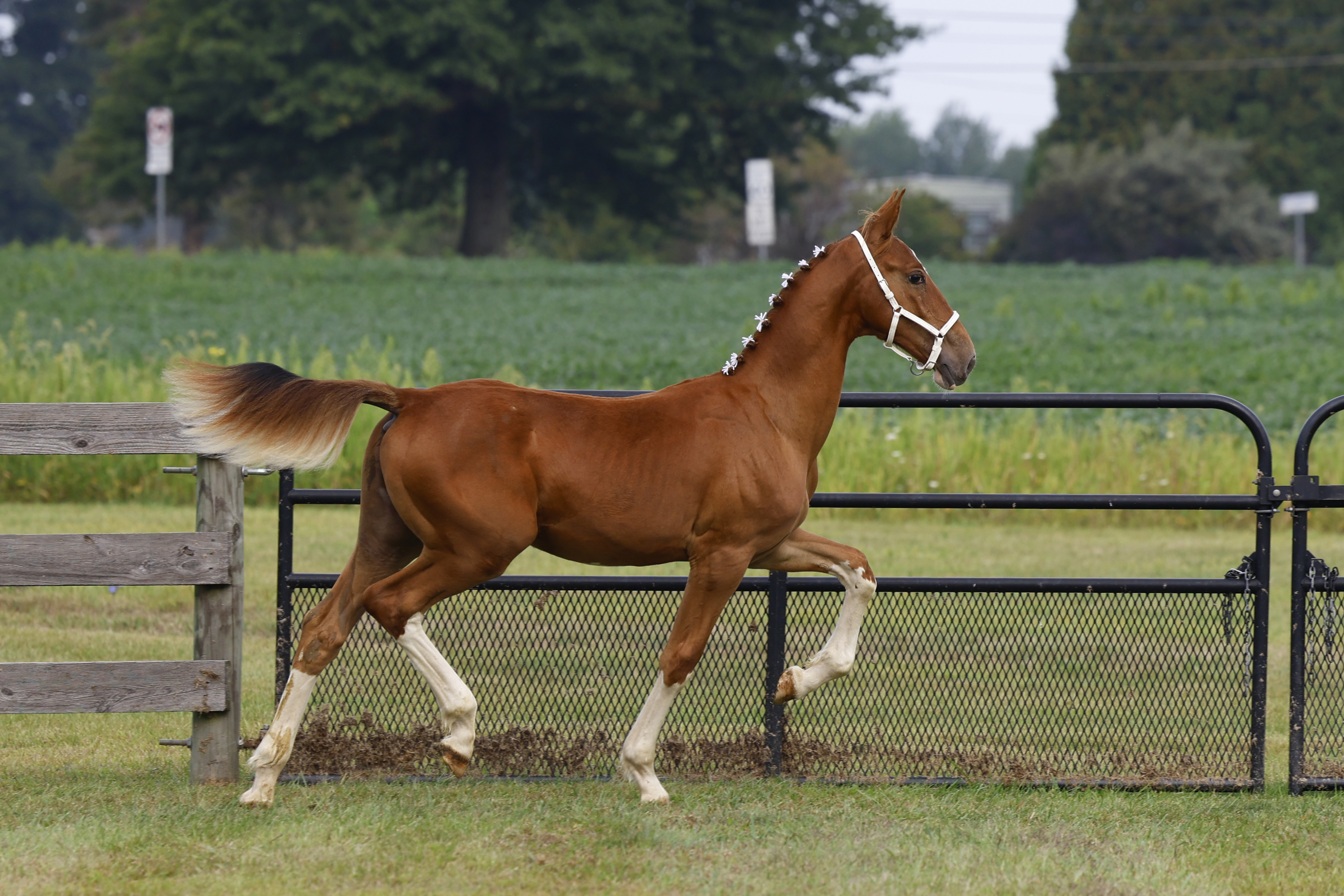 Saturday Weanling Colts