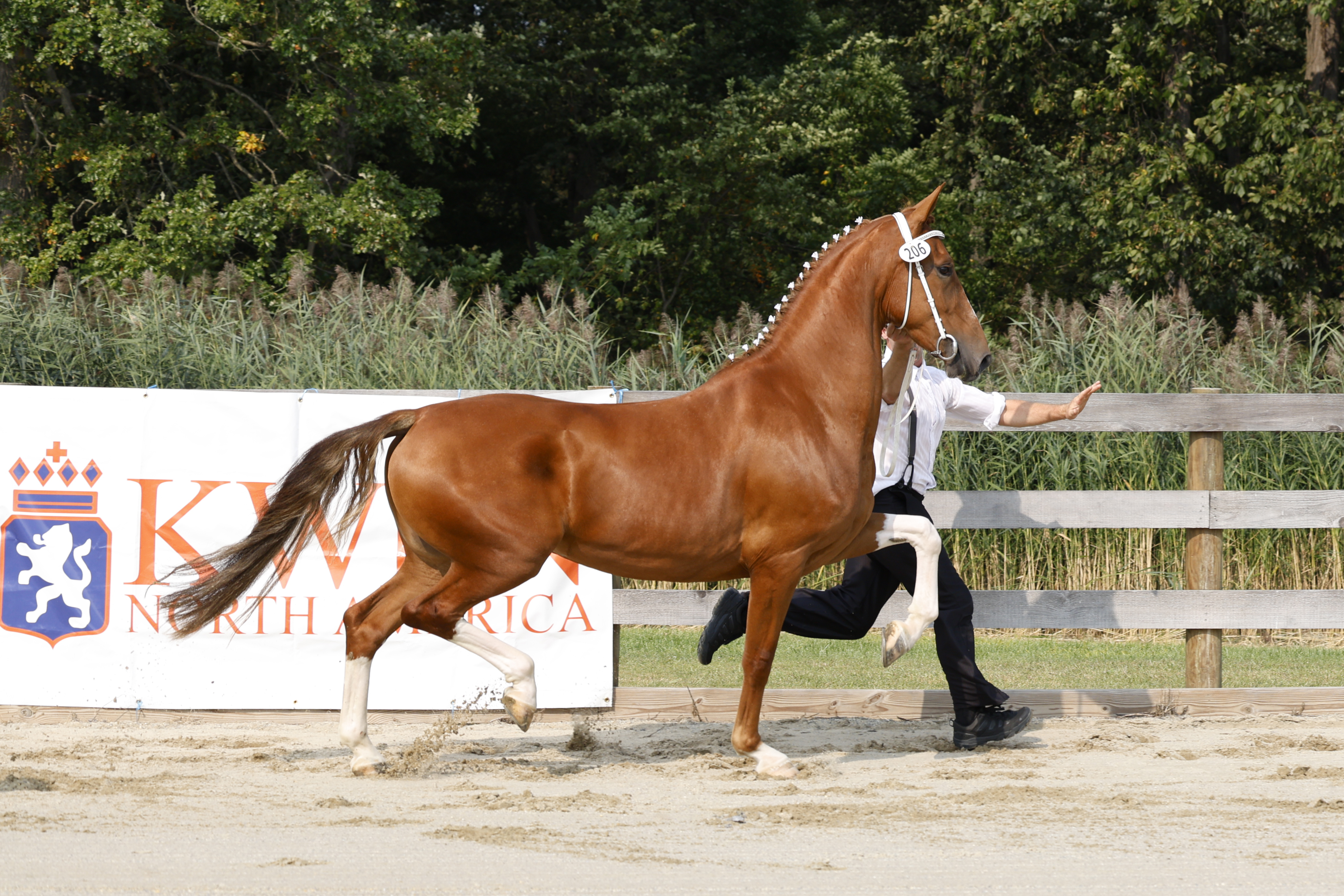 3 Year Old and Older Mares in Hand