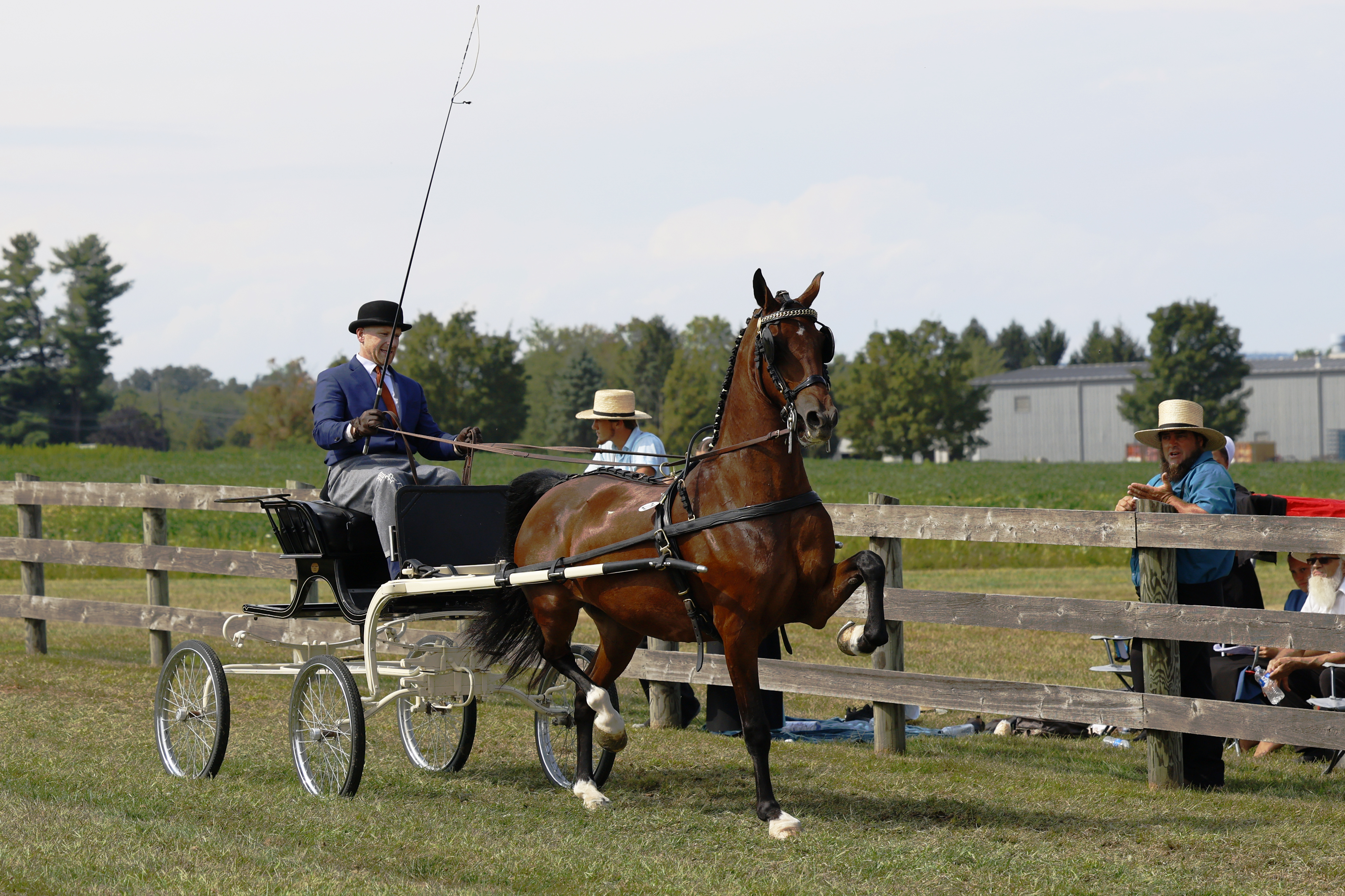 Saturday Fine Harness Cup Mares