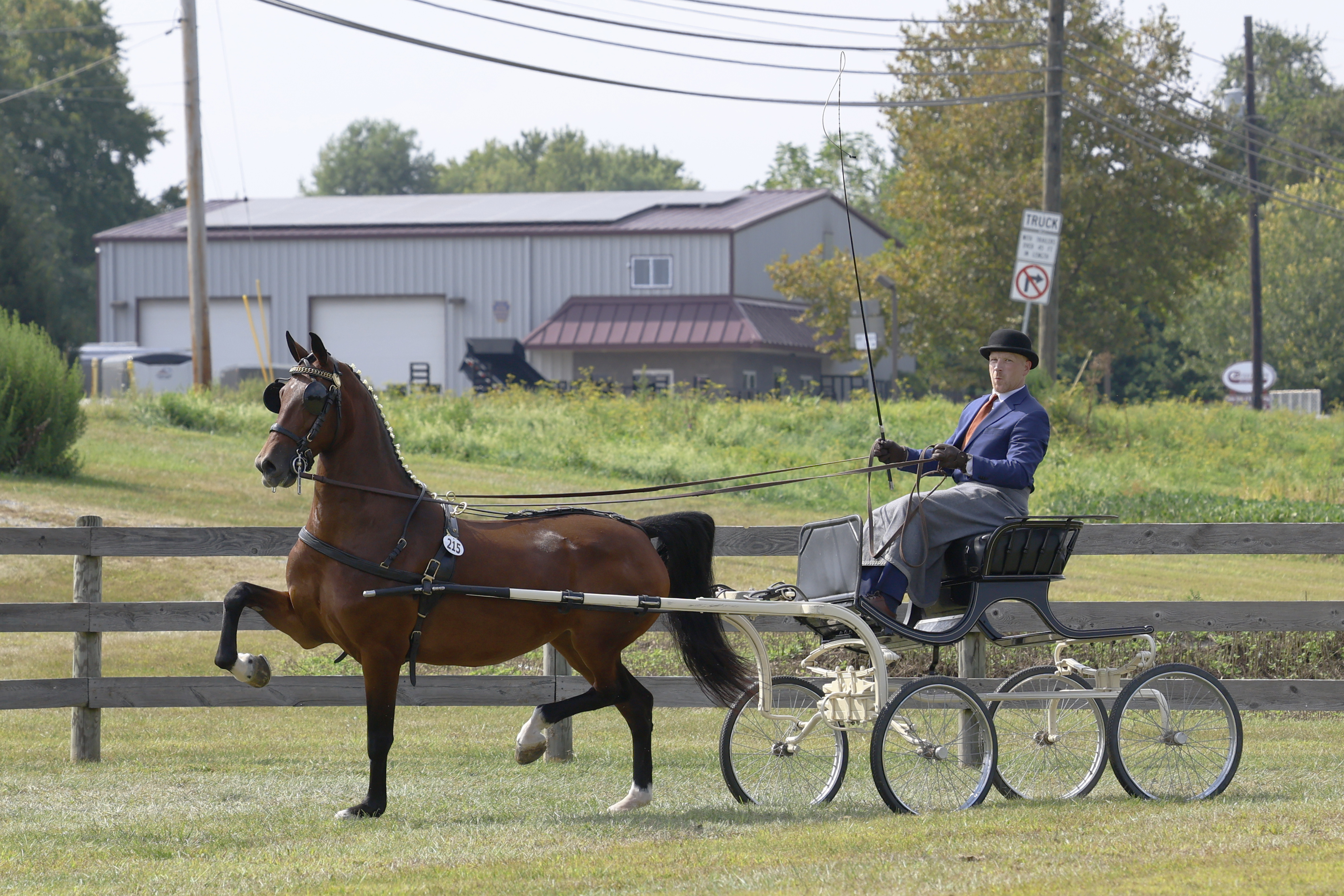 Saturday Fine Harness Cup Mares