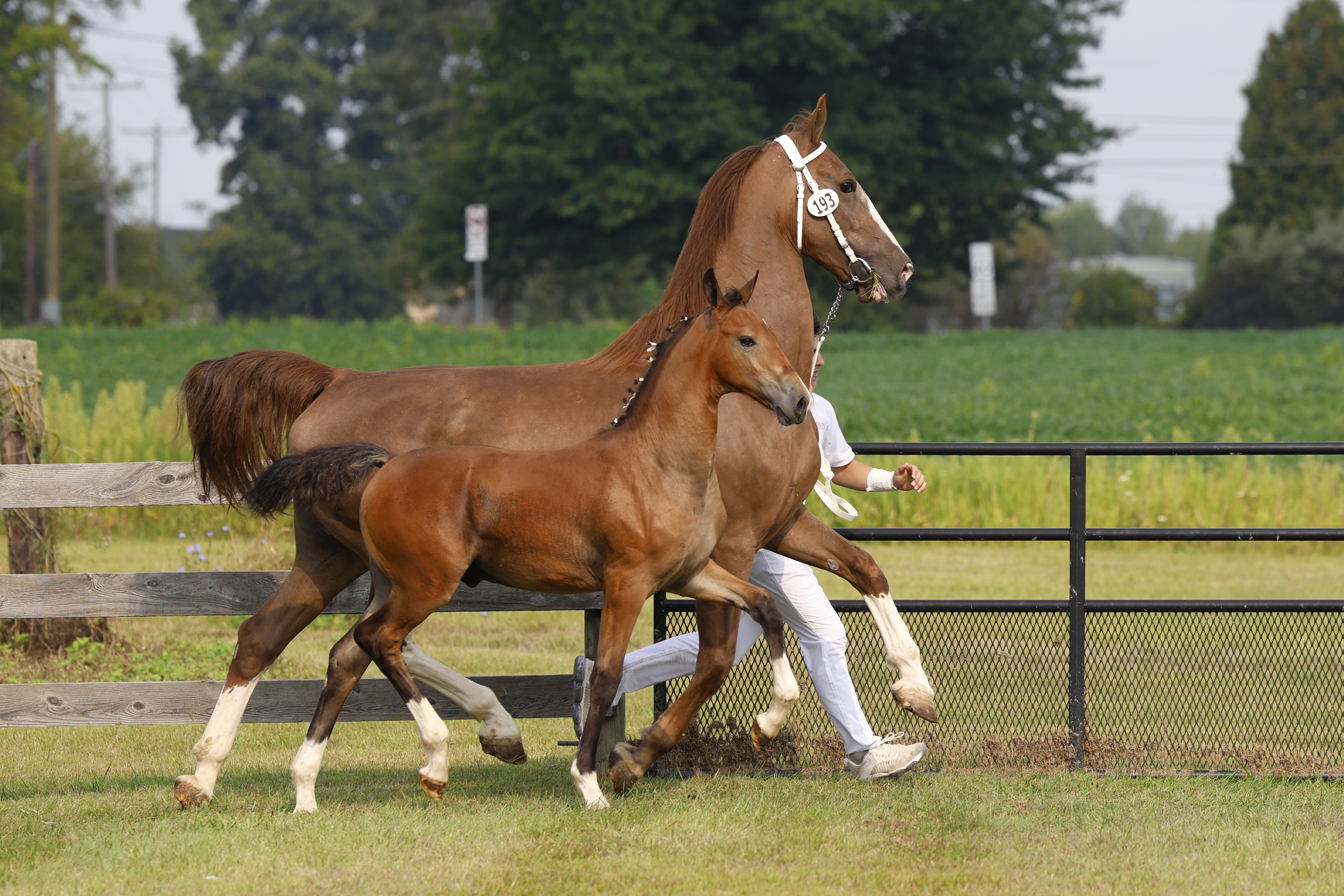 Saturday Weanling Colts