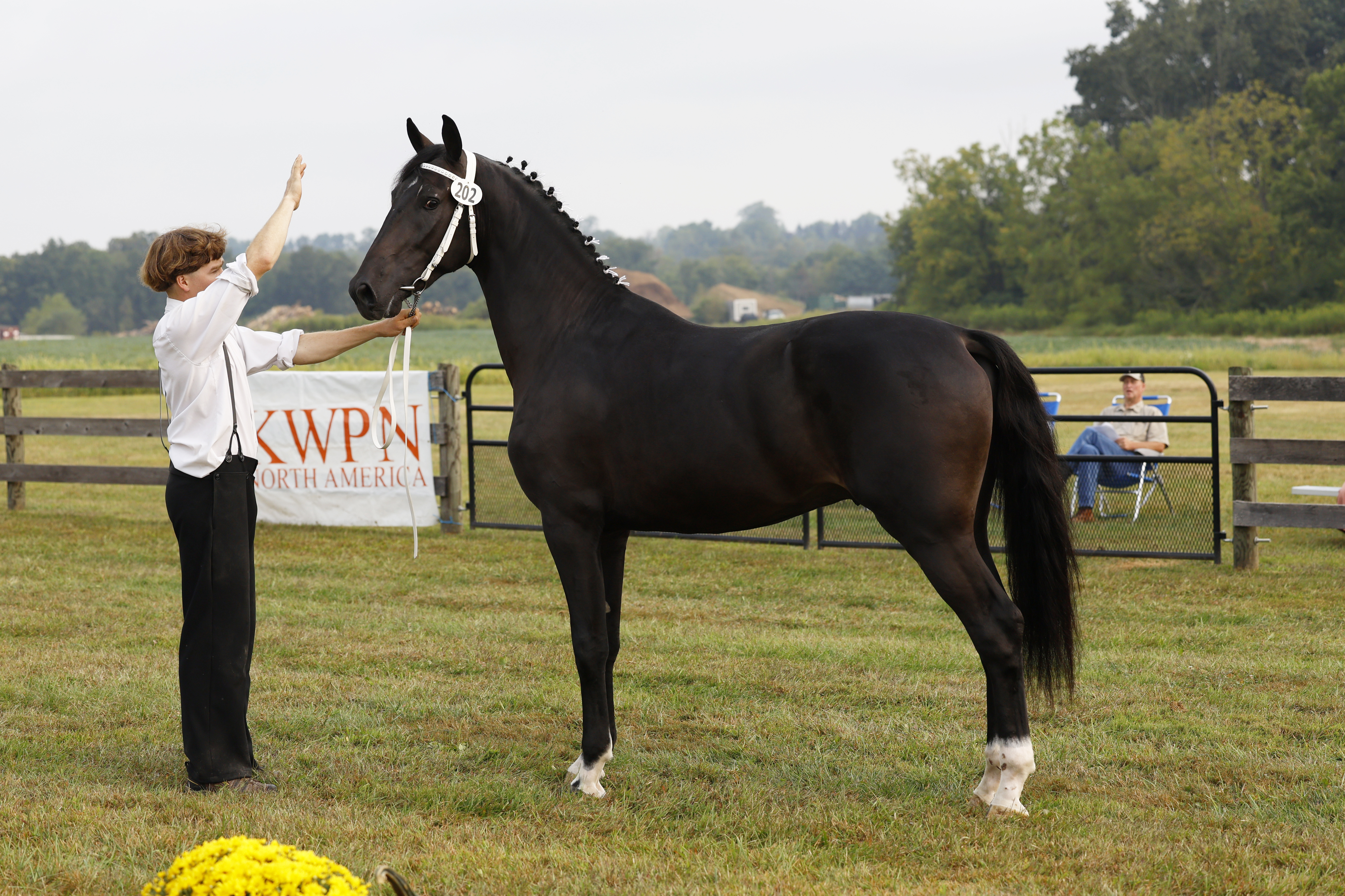 Saturday Stallion Advice Keuring