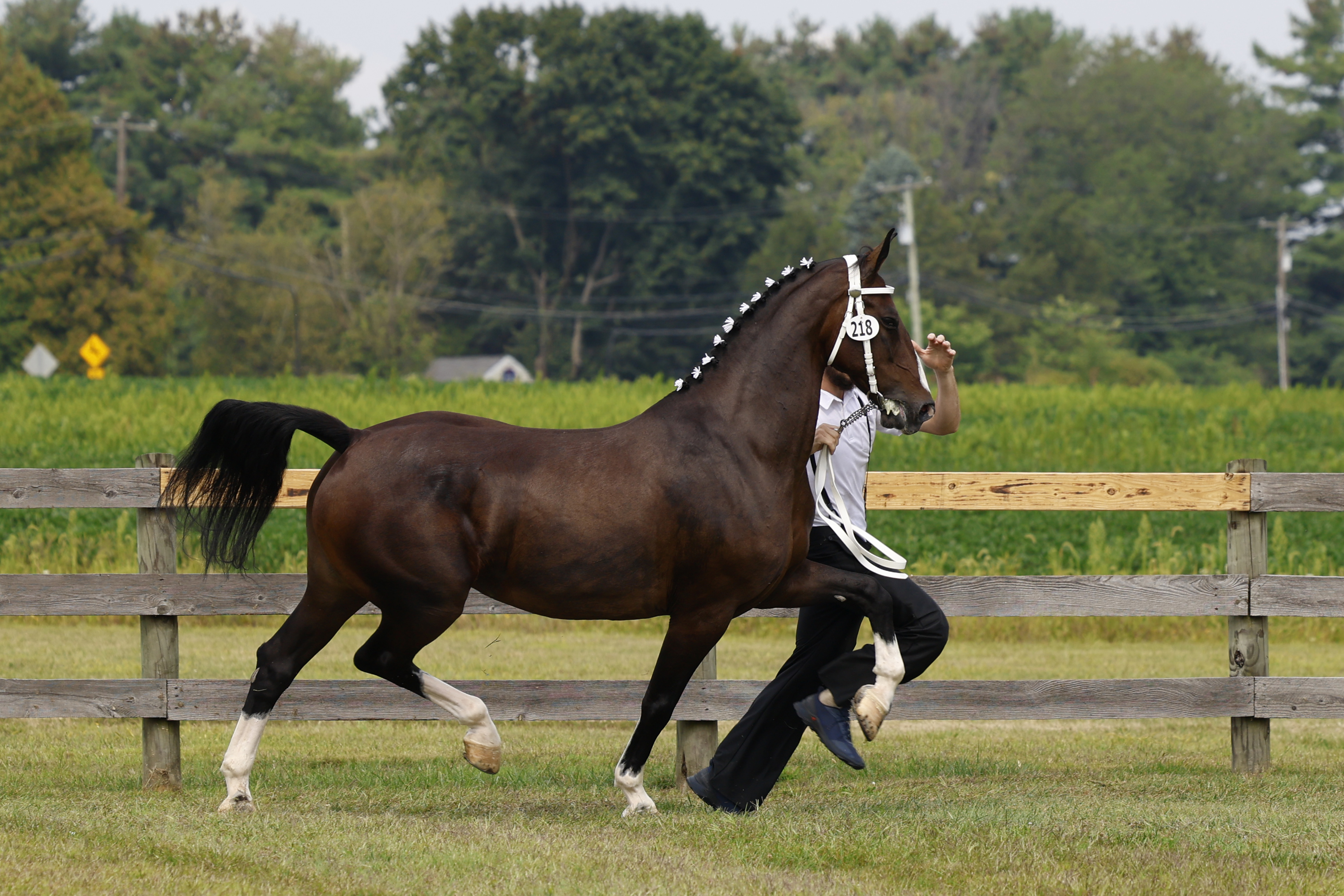 Saturday Ster/Keur Mares in Hand
