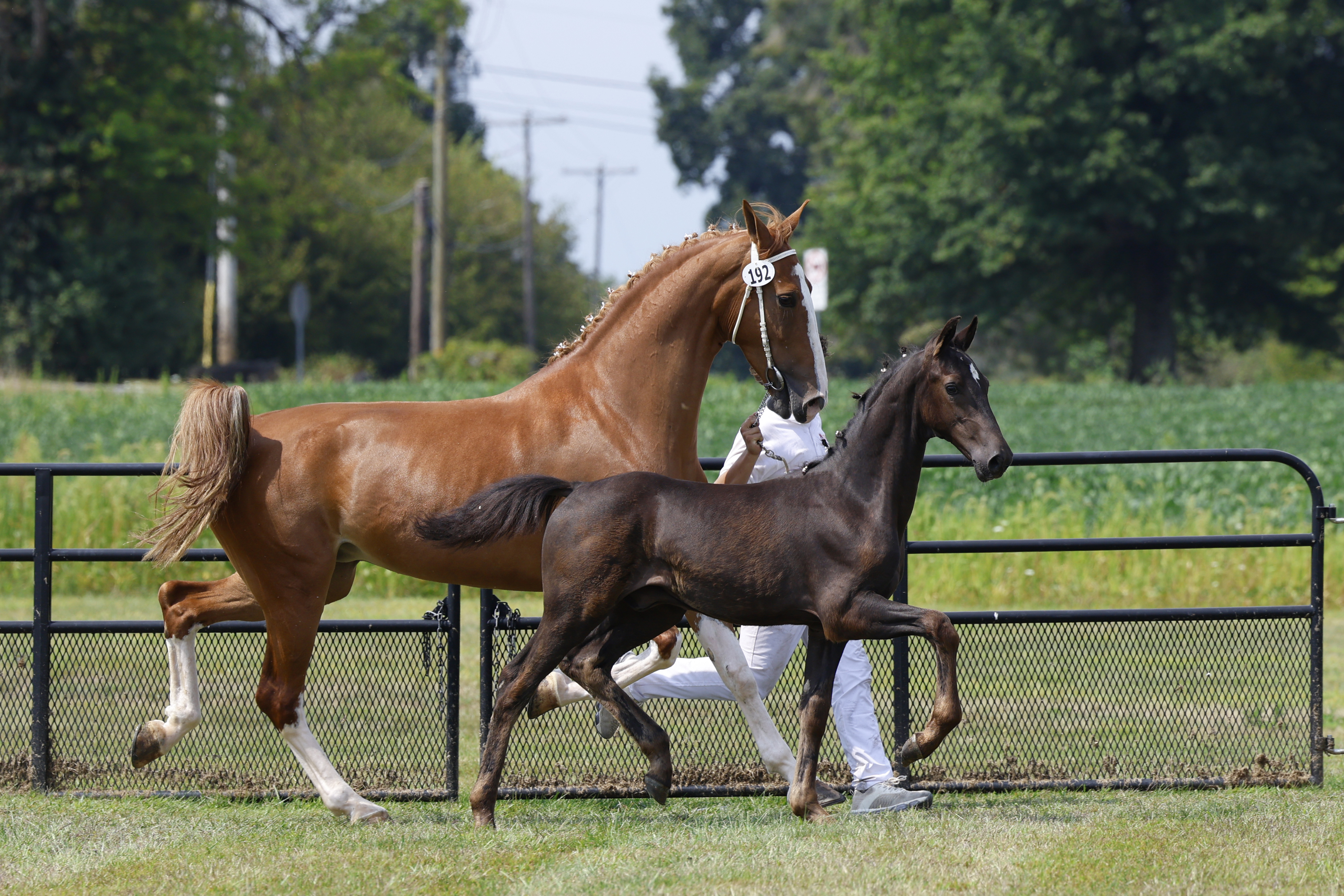 Saturday Weanling Championship
