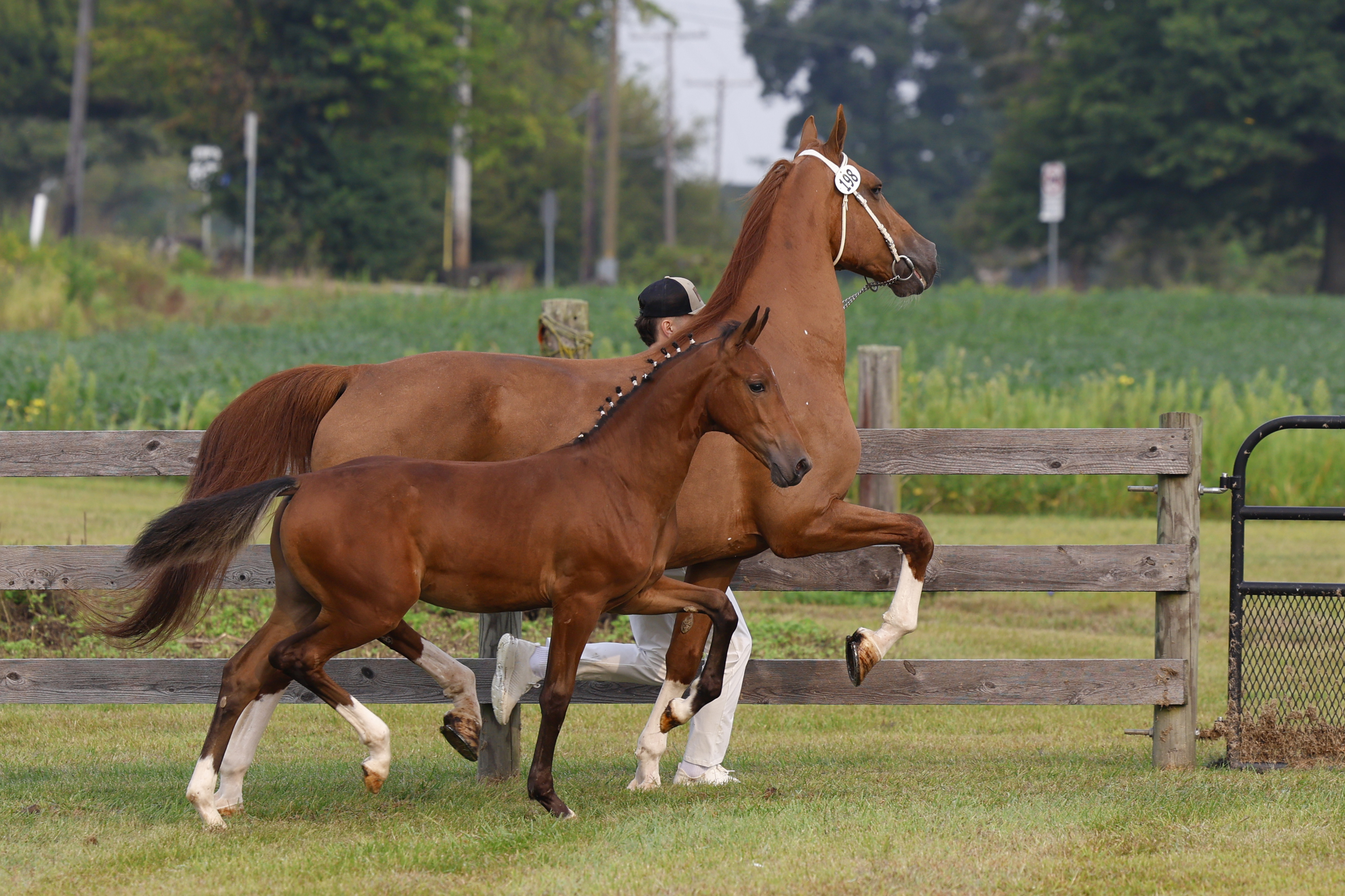 Saturday Weanling Fillies