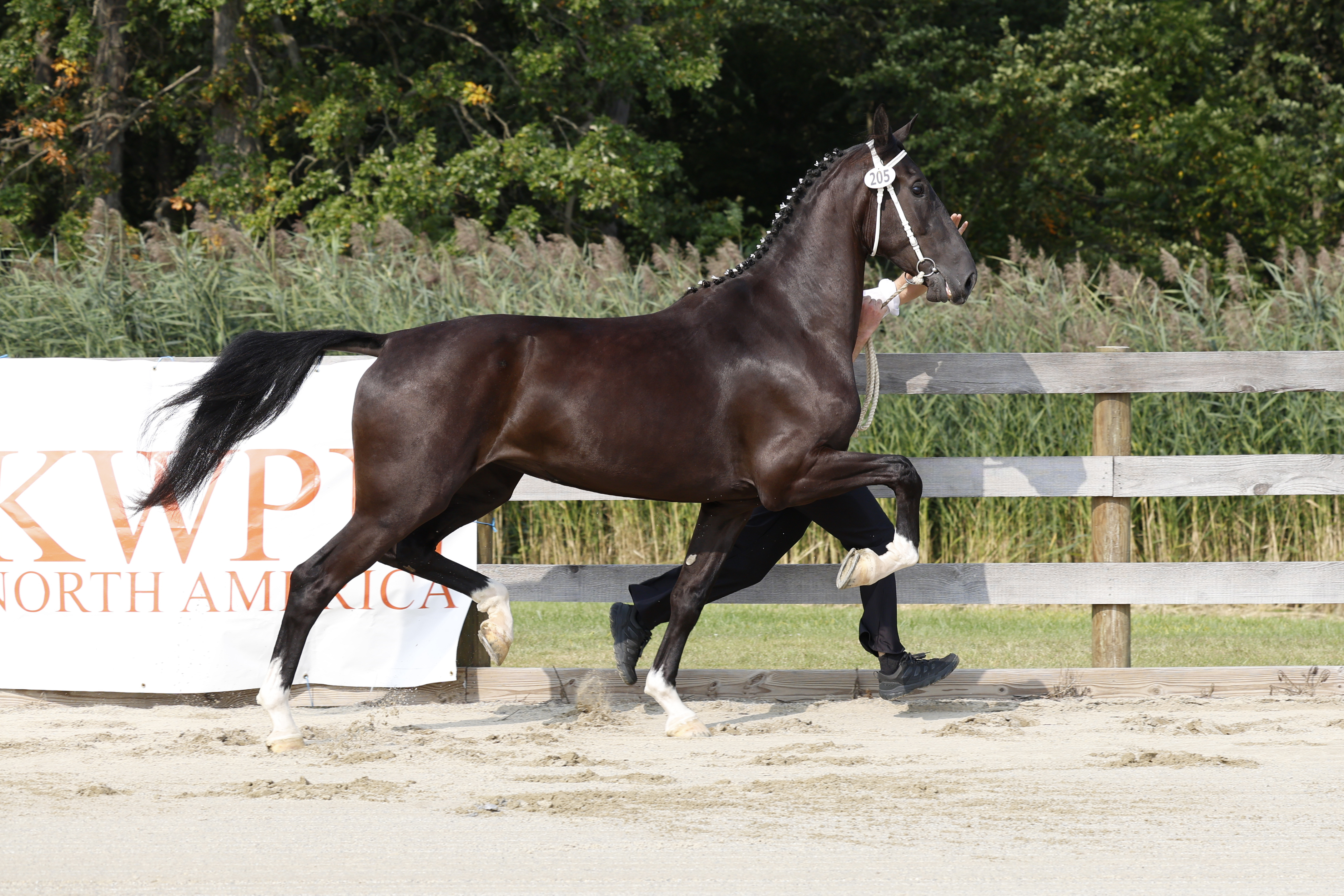 3 Year Old and Older Mares in Hand