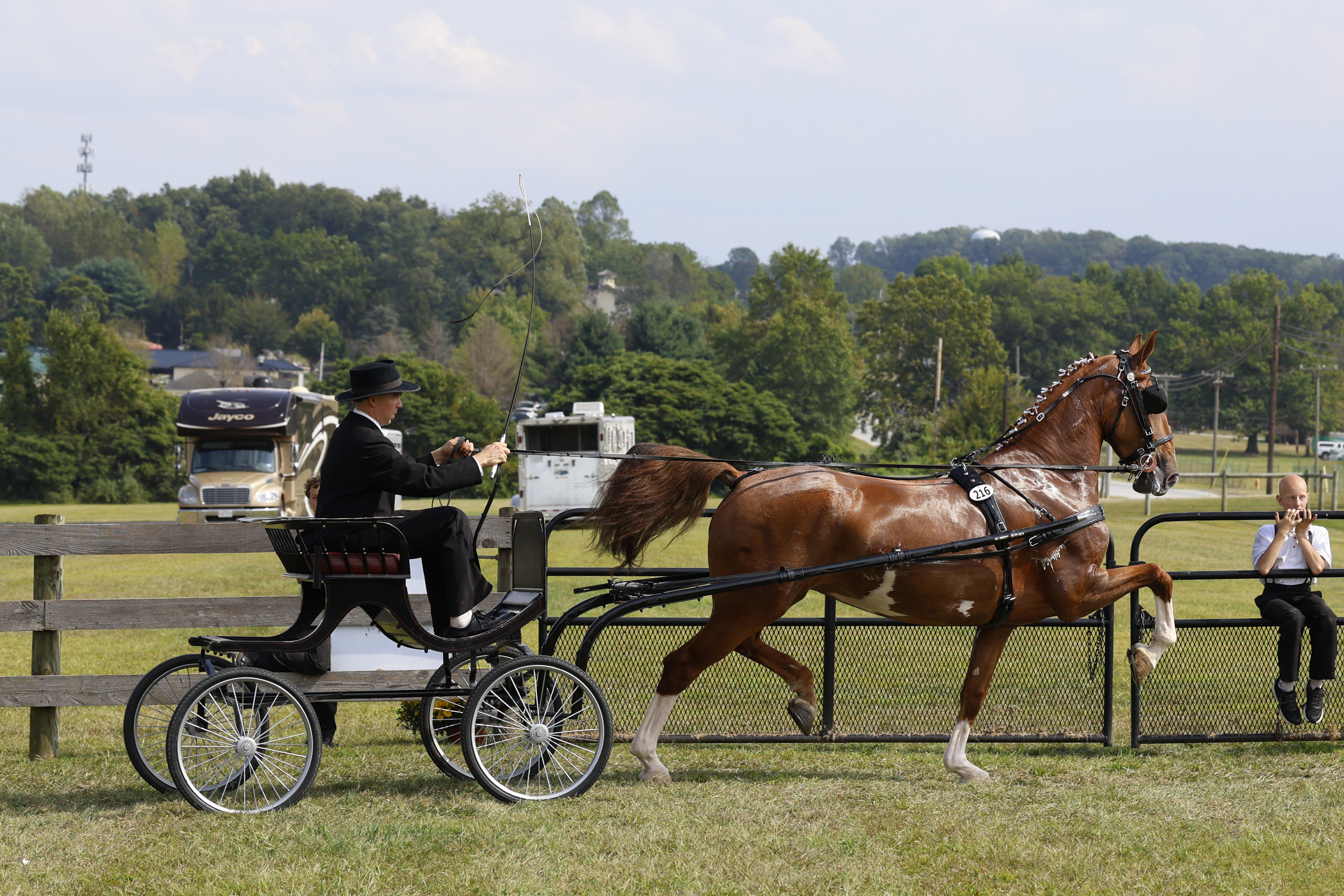 Saturday Fine Harness Cup Mares