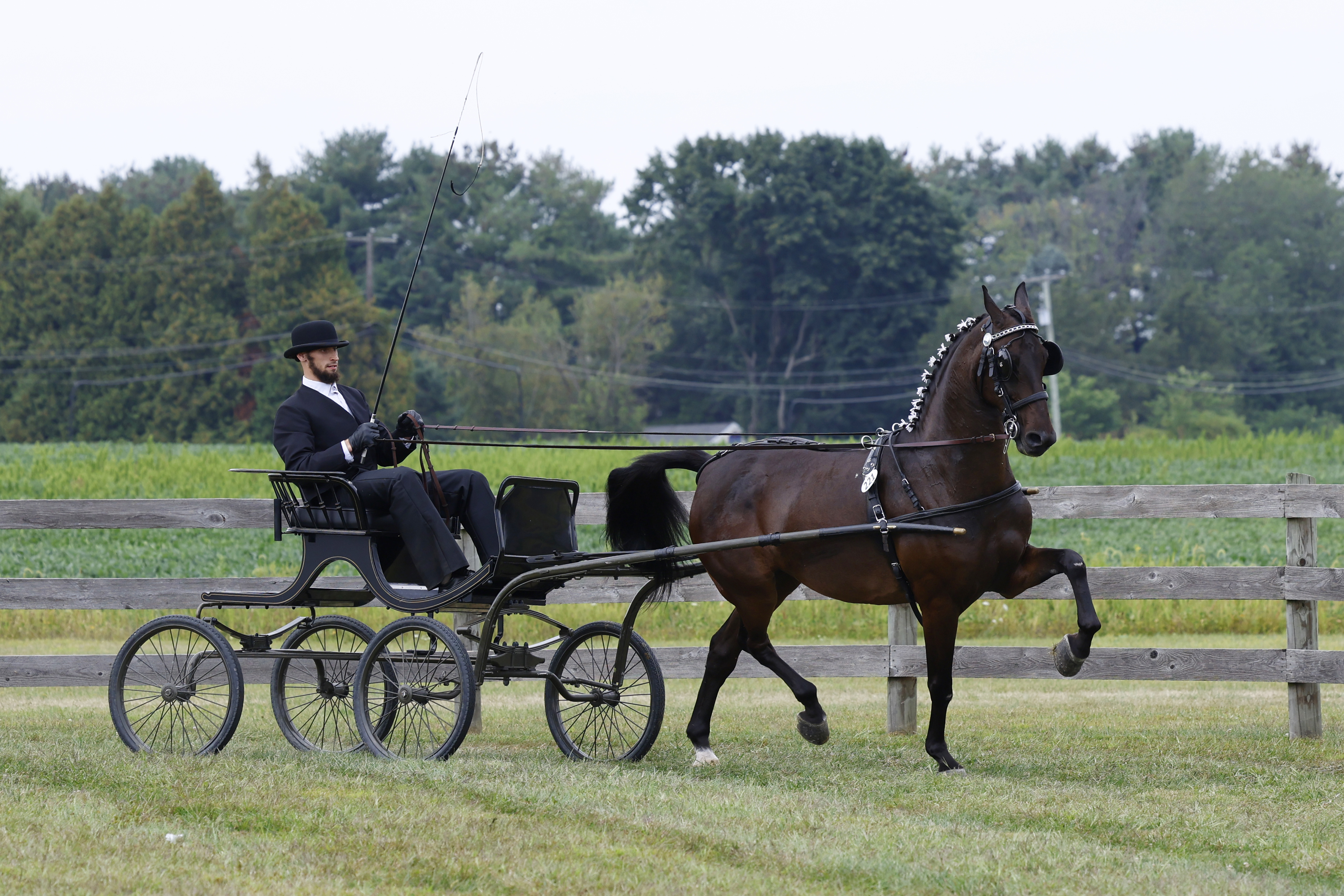 Saturday Fine Harness Cup Stallions & Geldings & Eebert award