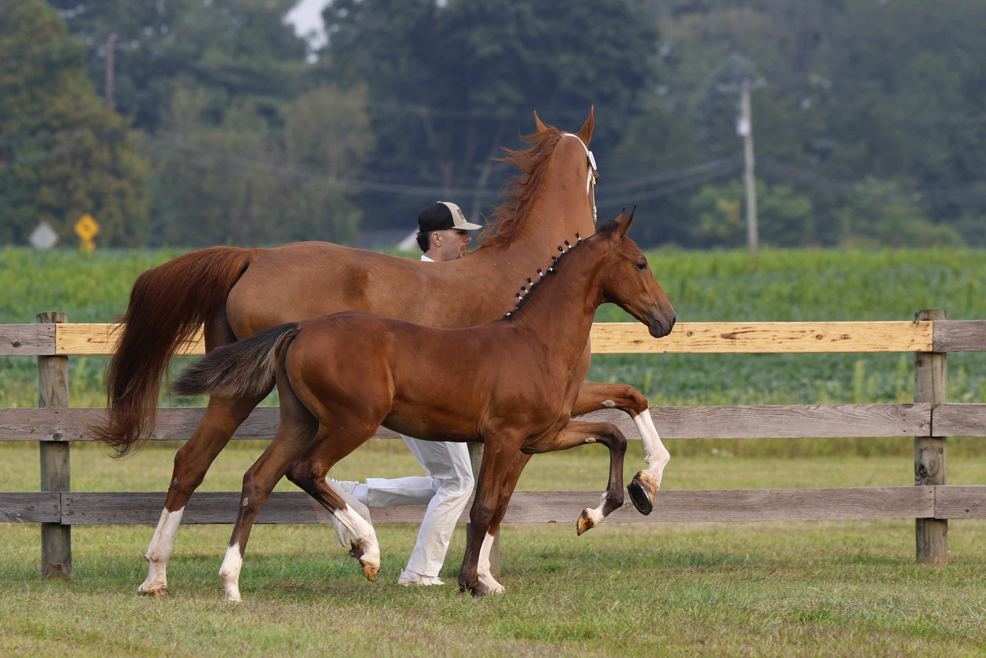 Saturday Weanling Fillies