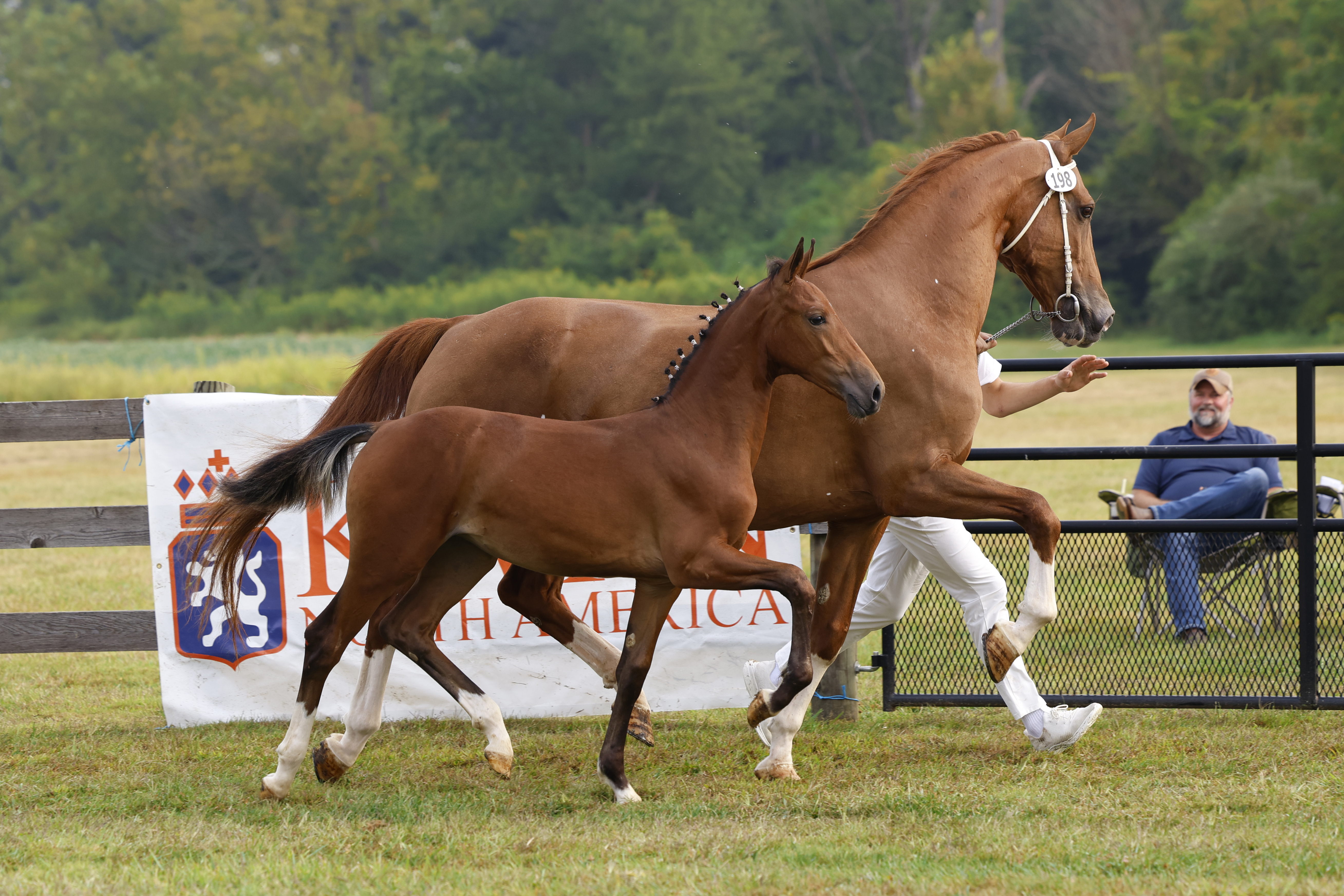 Saturday Weanling Fillies