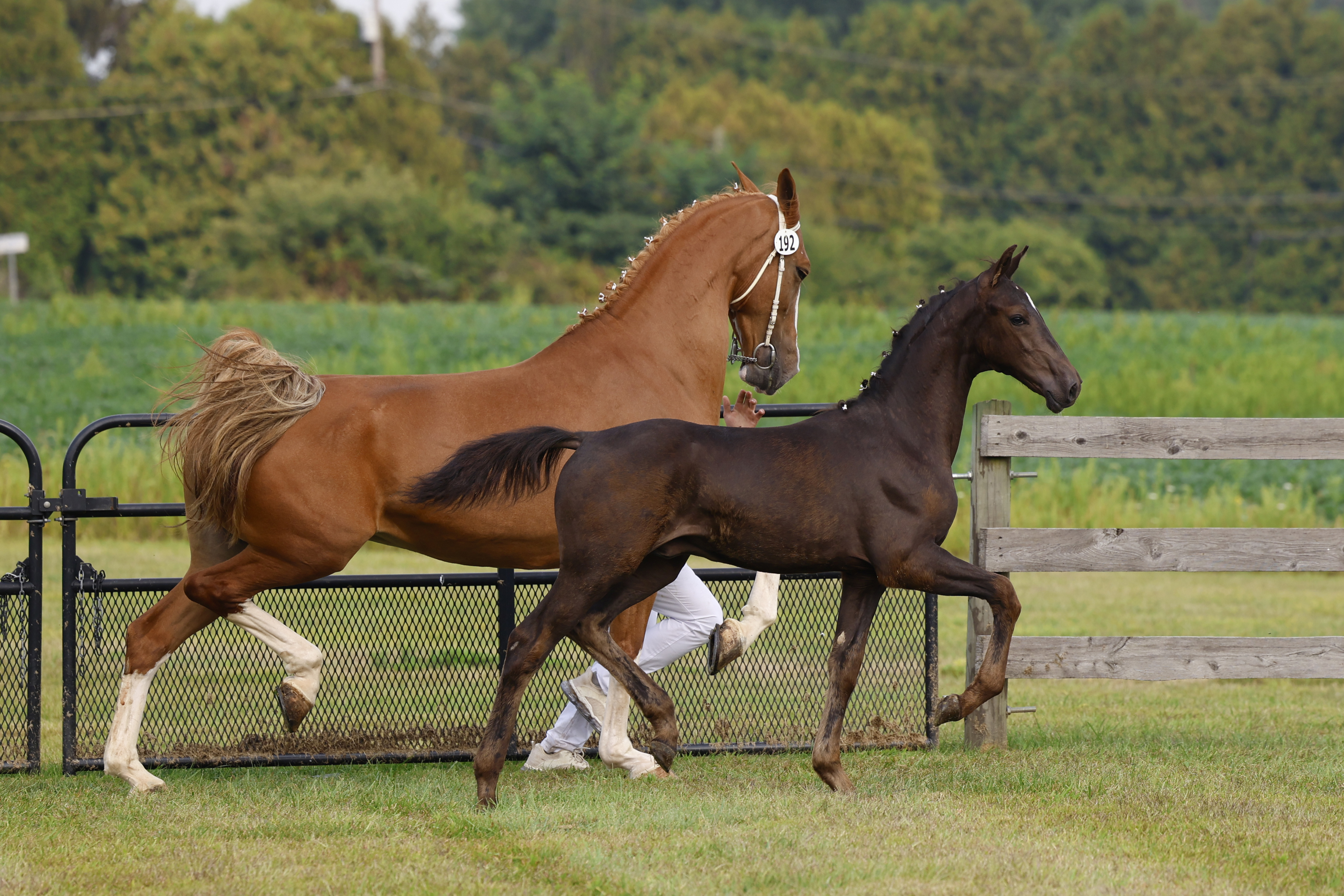 Saturday Weanling Colts