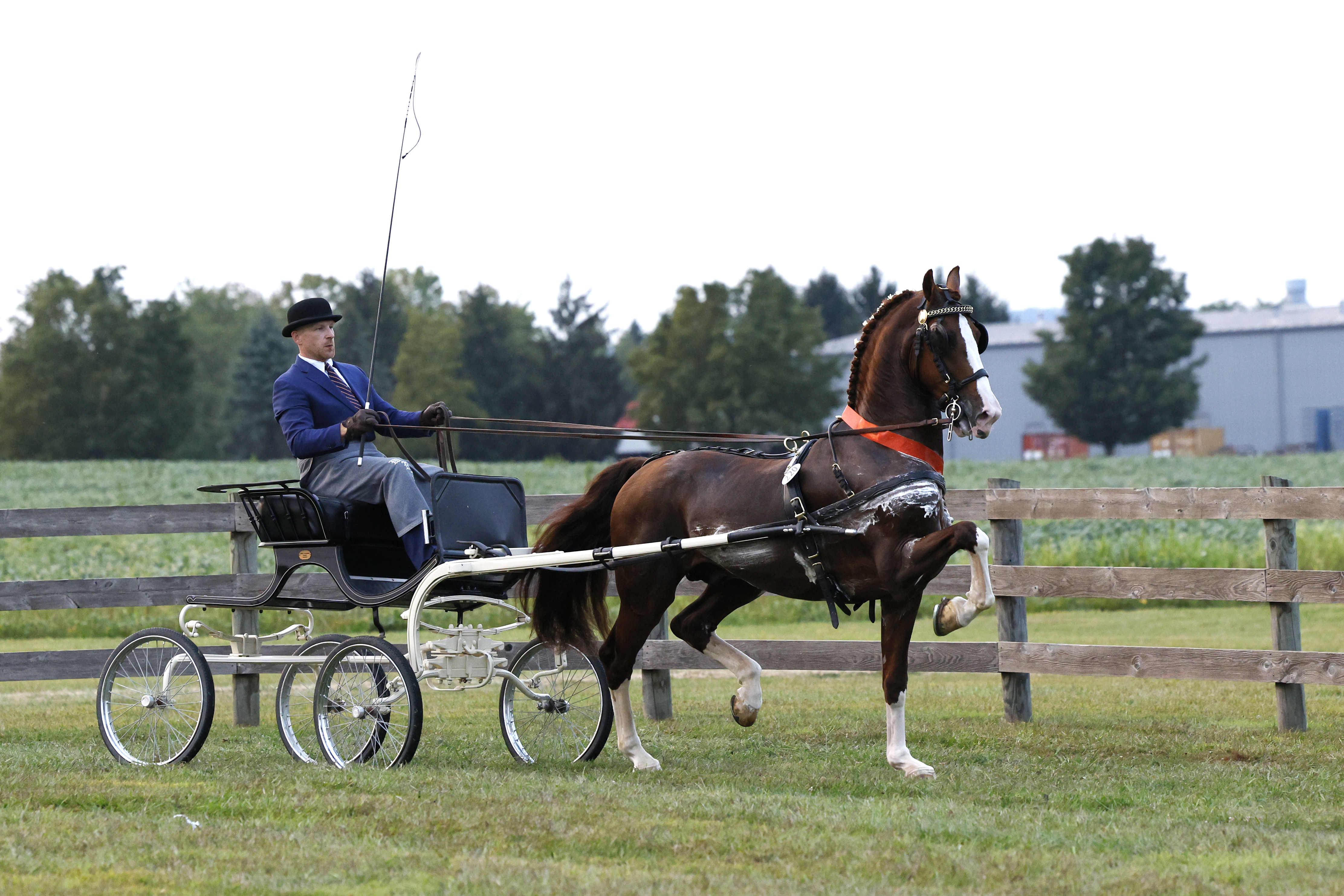 Friday Fine Harness Stallions & Geldings