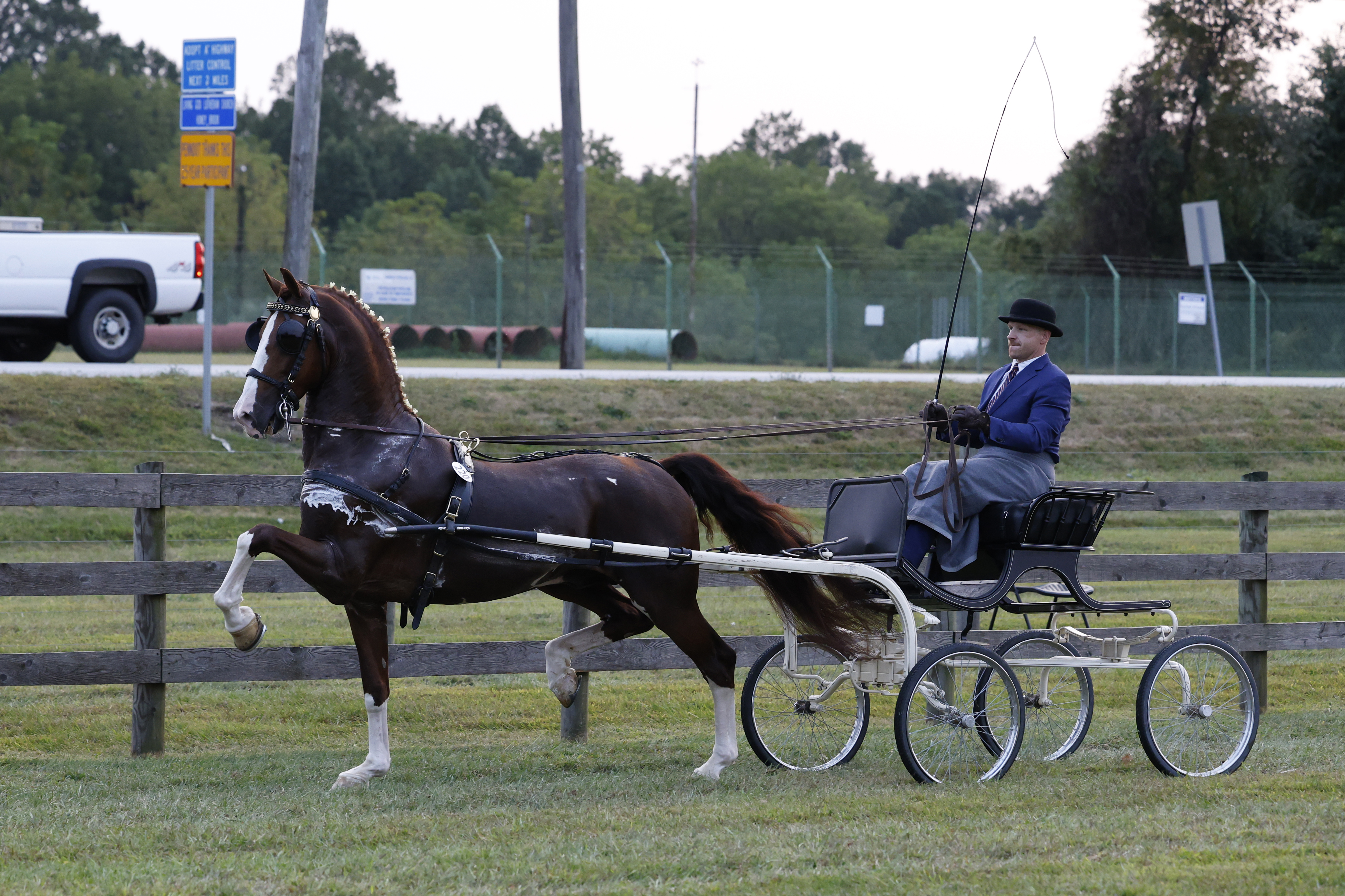 Friday Fine Harness Stallions & Geldings