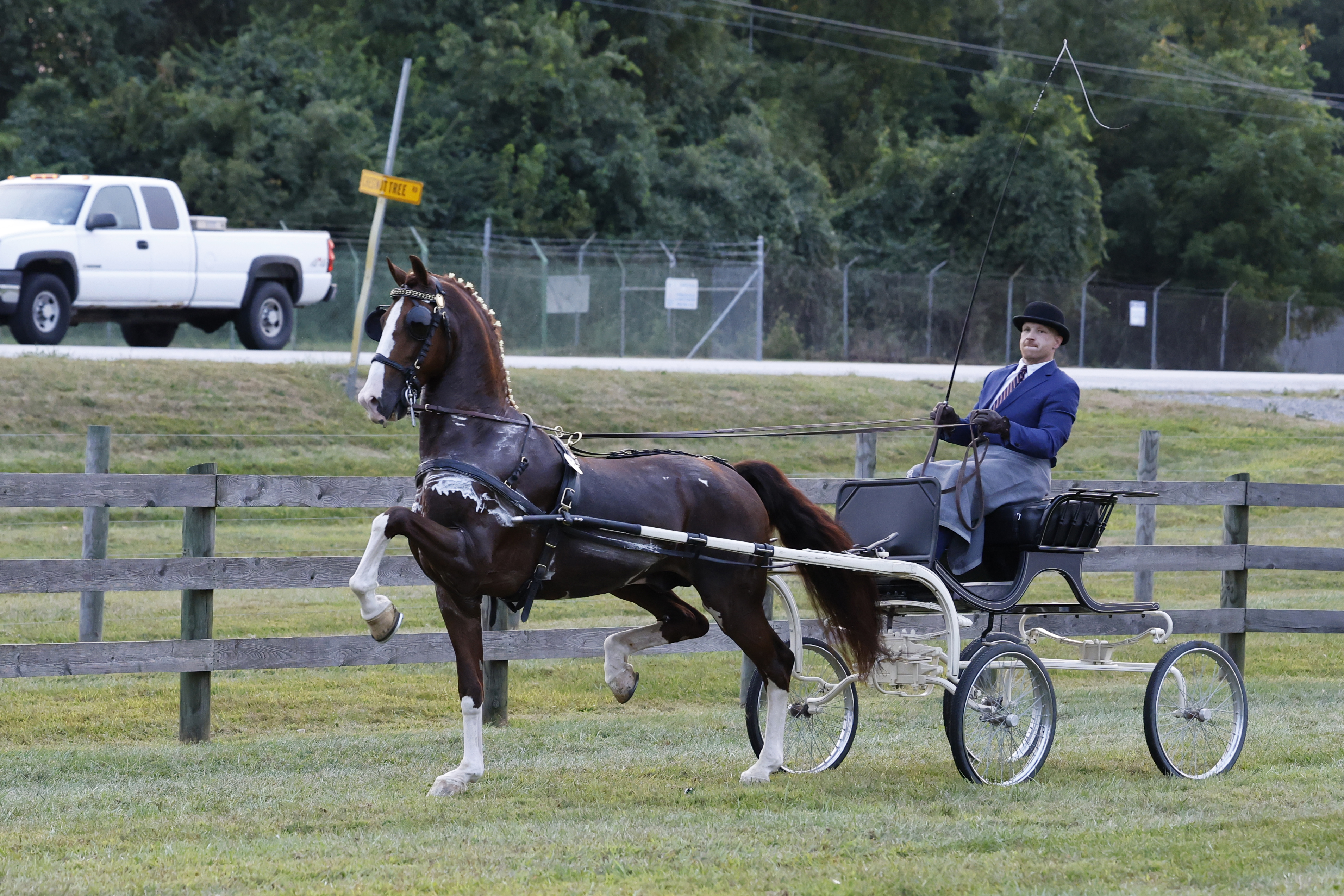 Friday Fine Harness Stallions & Geldings